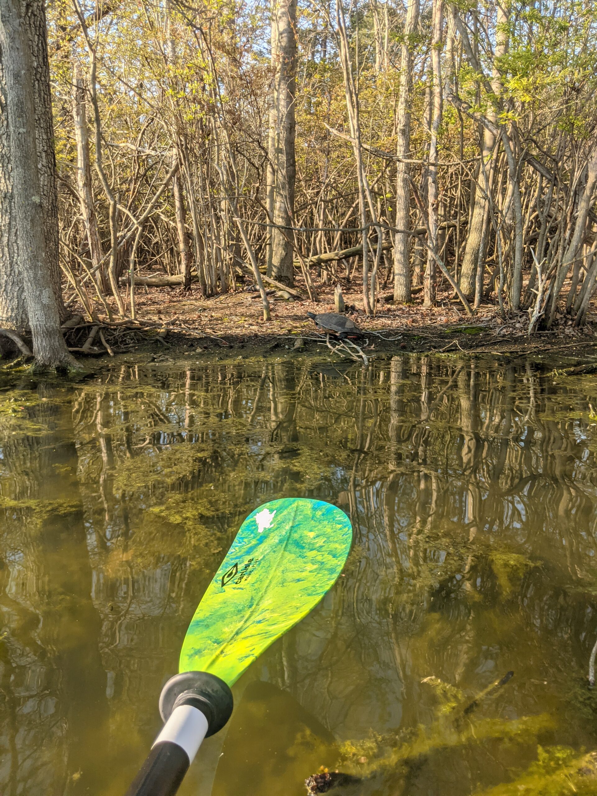 Carlisle Magic Plus Kayak Paddle with Polypropylene Blades and Wrapped Fiberglass Shaft customer photo 1