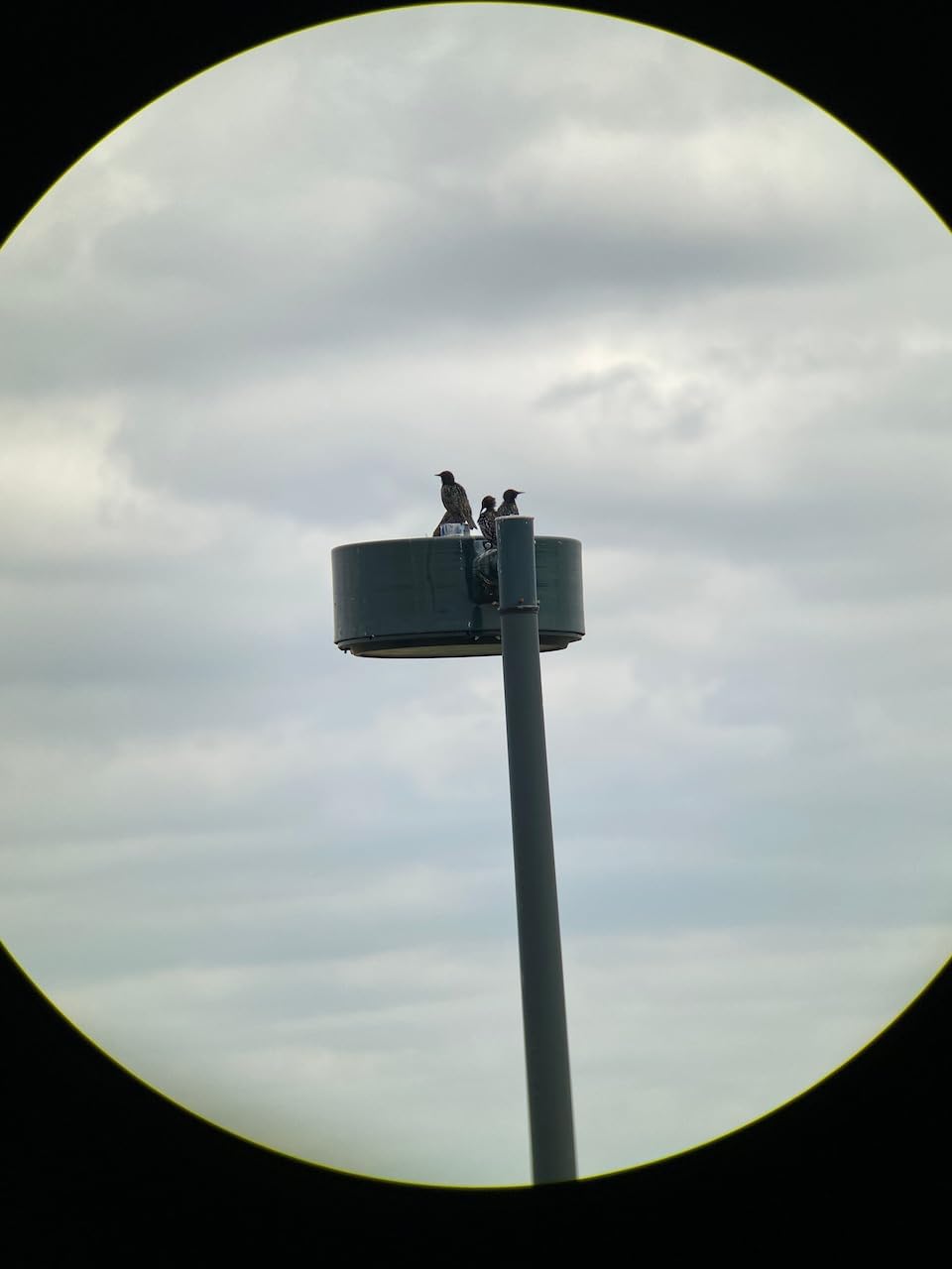 Vortex Optics Razor HD Roof Prism Binoculars customer photo 1