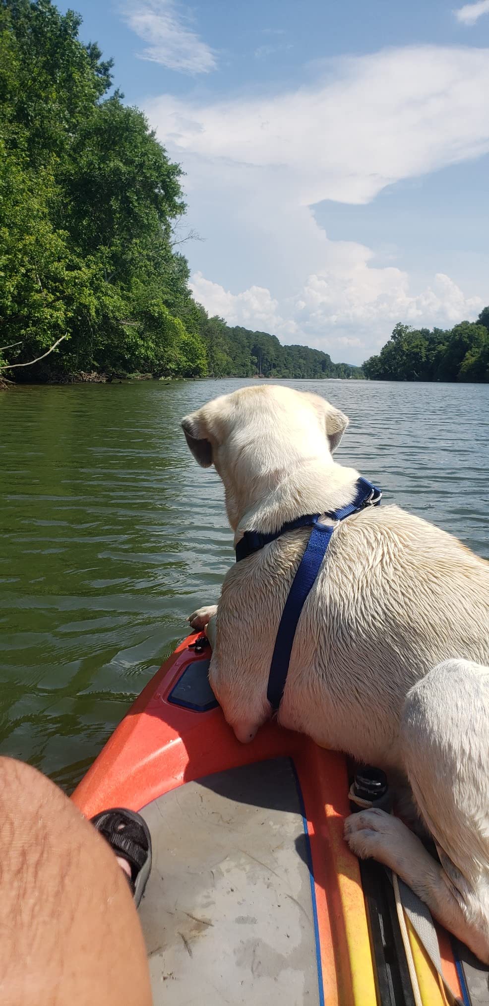 Perception Hi Life | Sit on Top Kayak for Adults | Hybrid SUP Stand Up Paddle Board Kayak customer photo 1