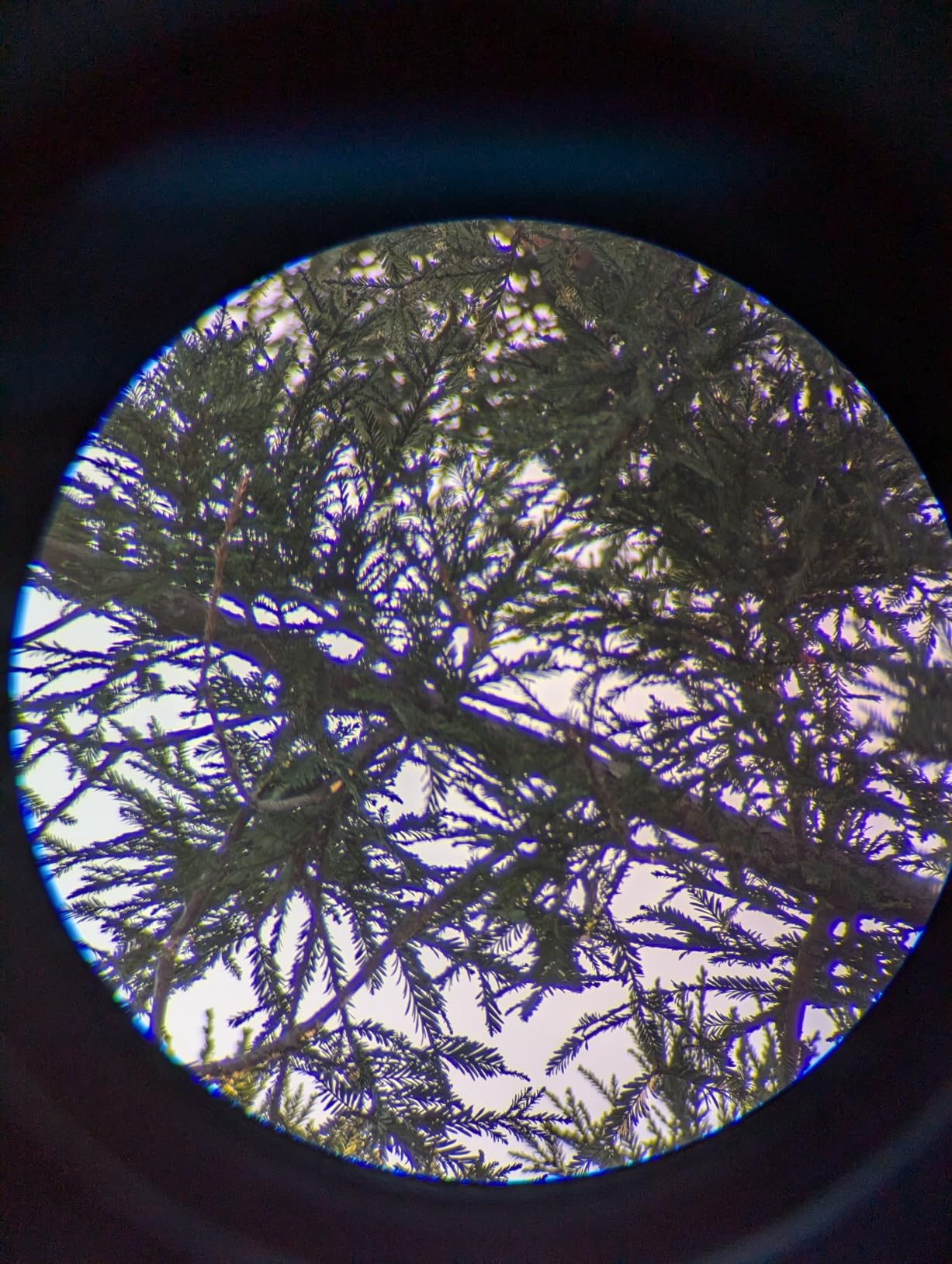 Celestron - Ultima 80 Angled Spotting Scope - 20-60x Zoom Eyepiece - Multi-Coated Optics for Bird Watching, Wildlife, Scenery and Hunting customer photo 2