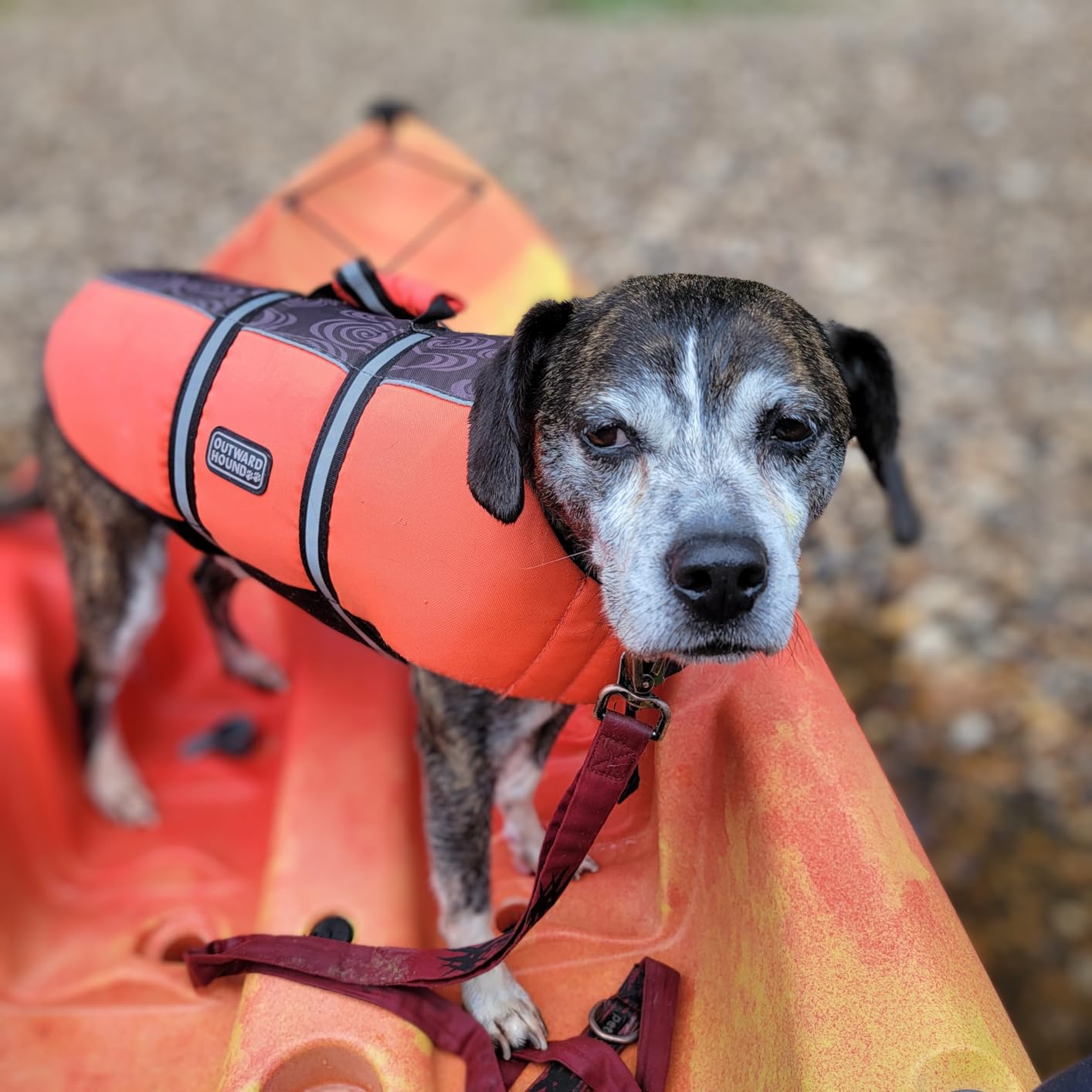 Perception Tribe 11.5 | Sit on Top Kayak for All-Around Fun | Large Rear Storage with Tie Downs customer photo 2