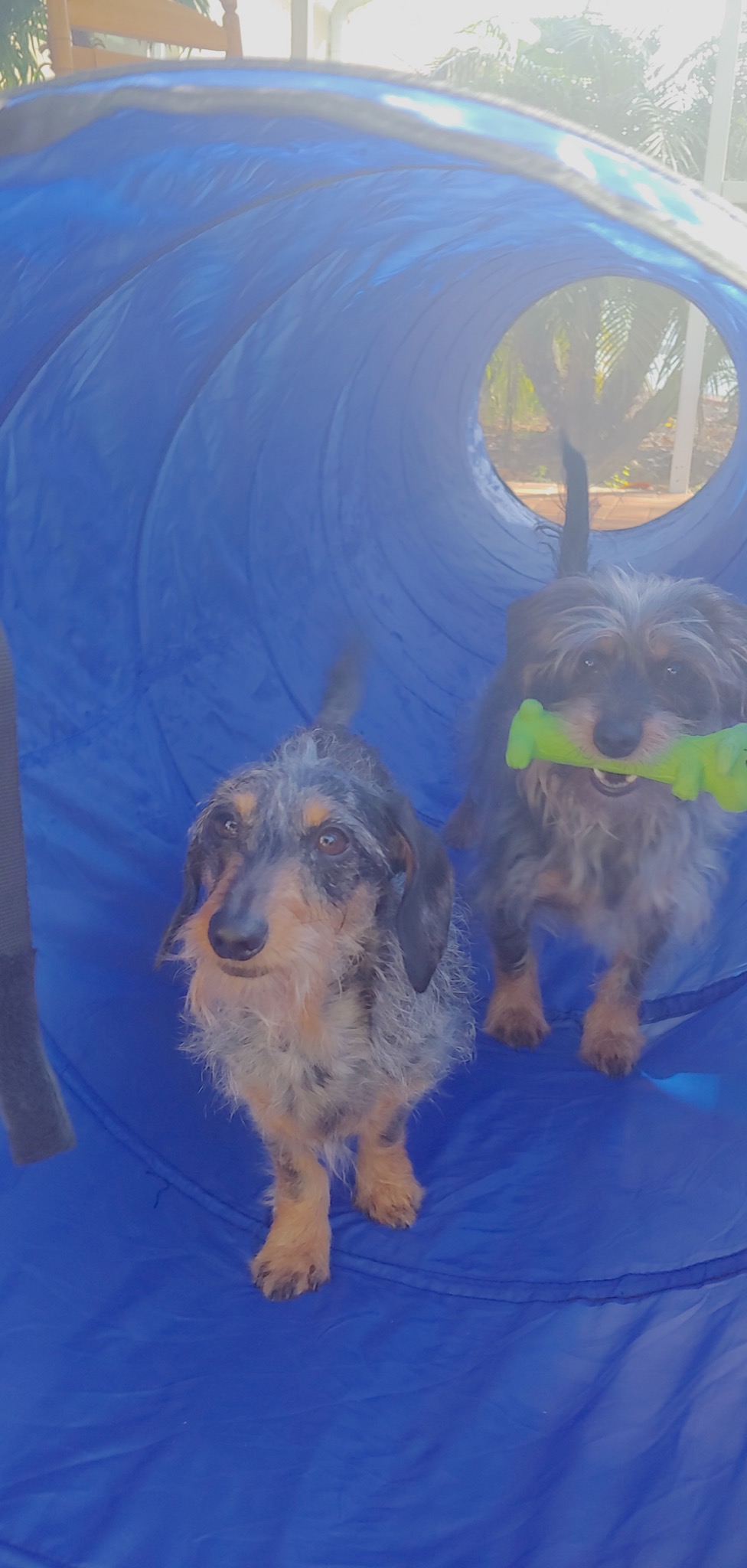 Agility Course Backyard Set - 7pc | Indoor and Outdoor, 3 Jumps, 2 Tunnels with Sandbags, Weave Poles, Dog Agility Training Equipment customer photo 1