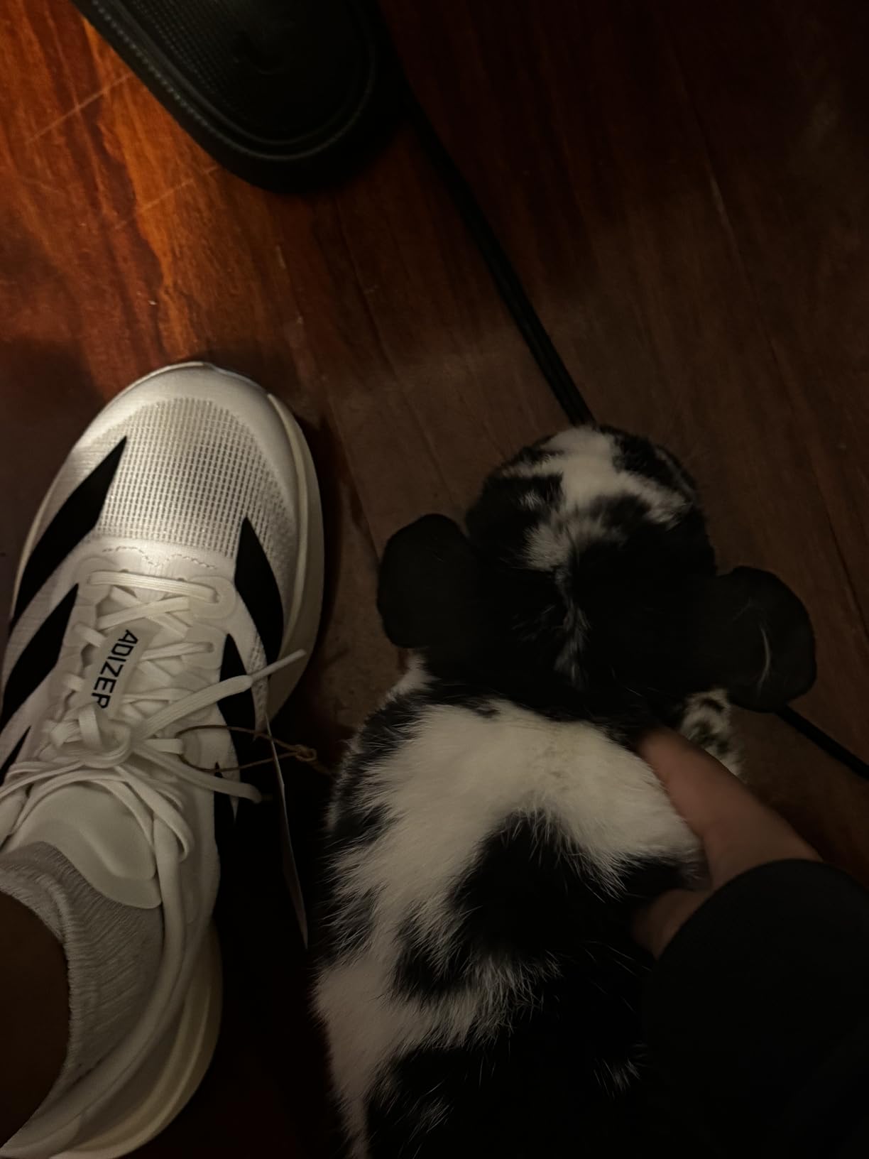 Adidas Mens Adizero Evo Sl M customer photo 2