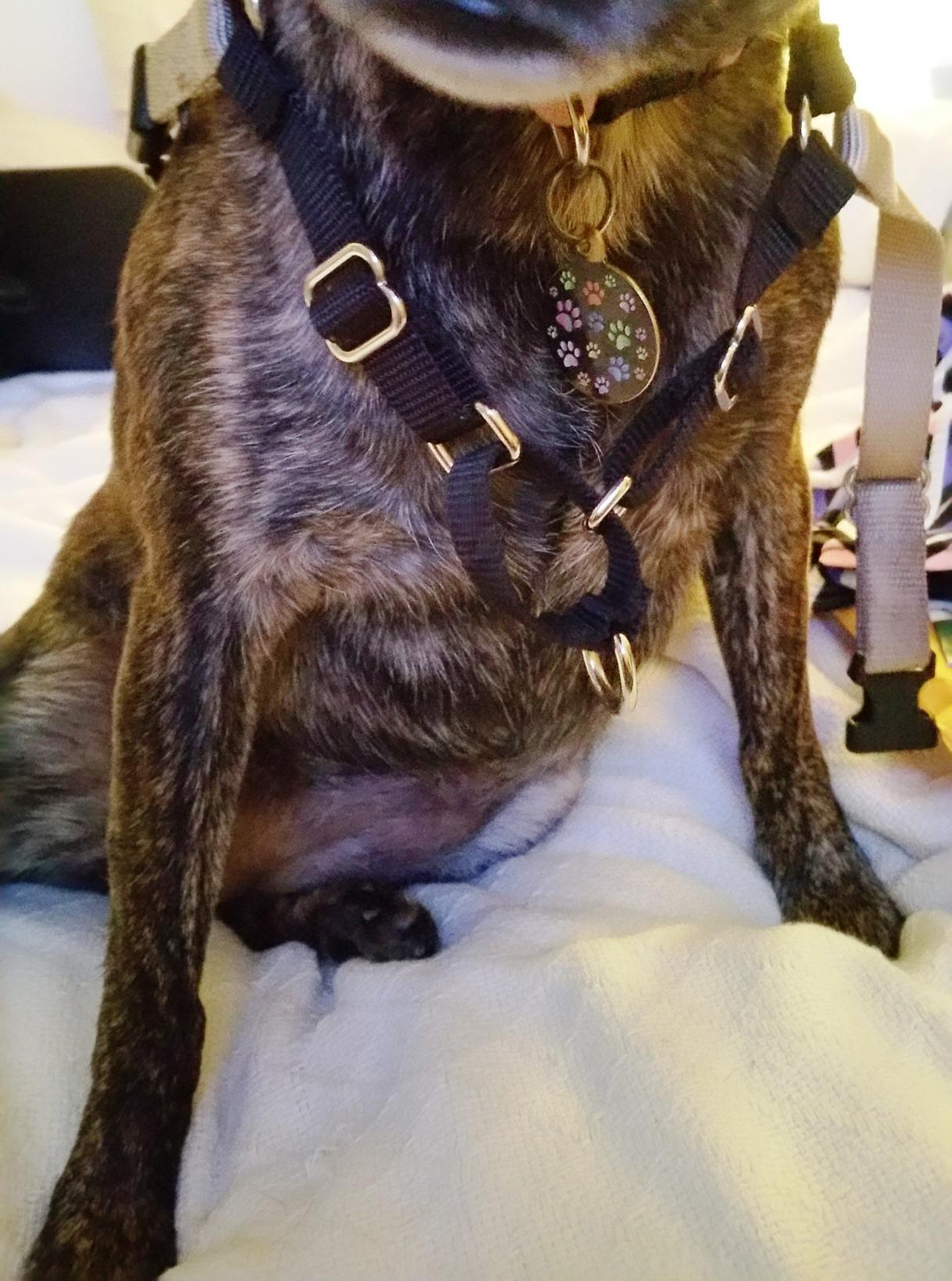 PetSafe Easy Walk No-Pull Dog Harness - Patented Martingale Loop Design to Help Stop Pulling on Walks customer photo 2