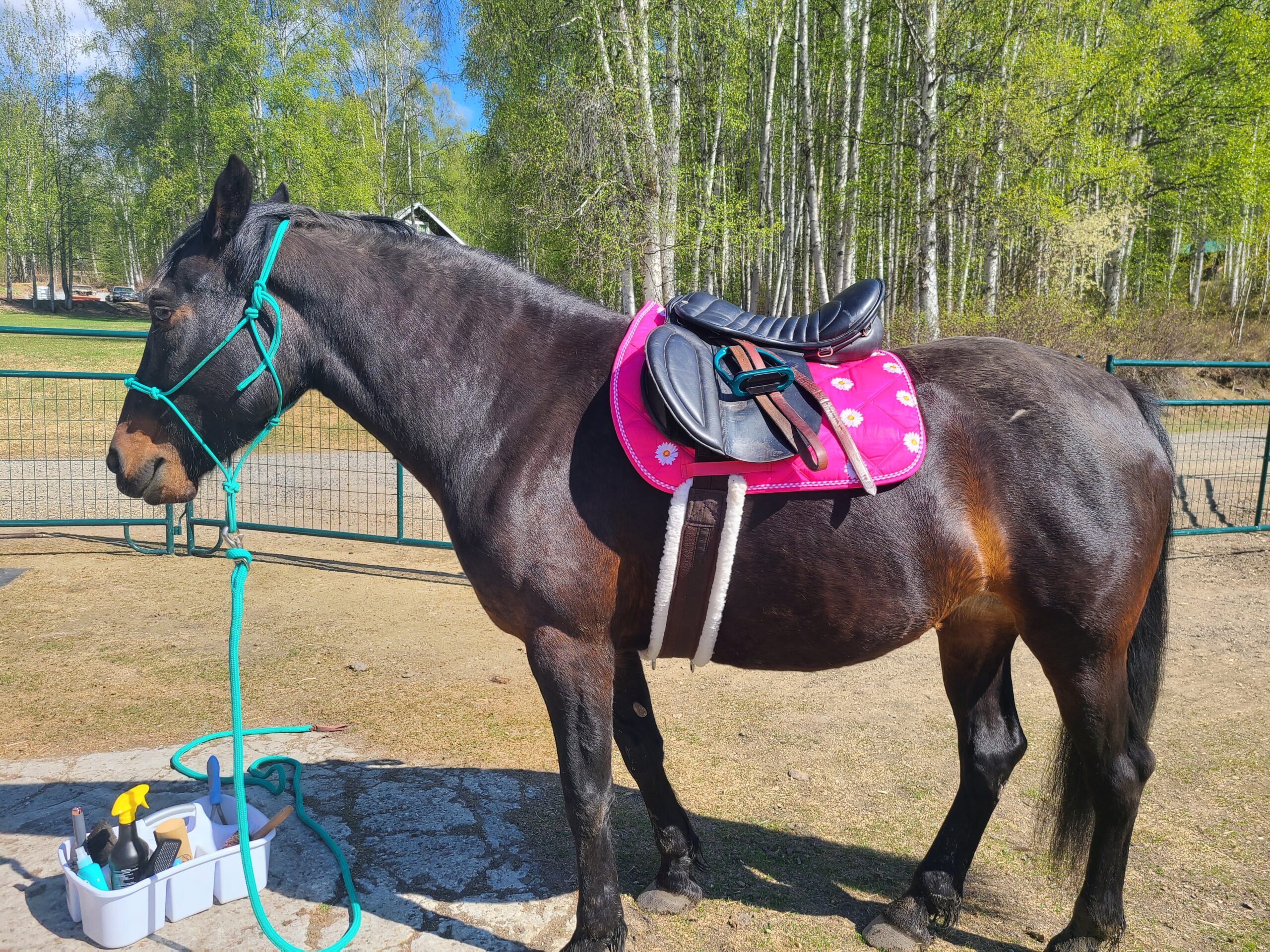 Intrepid International English Girth with Fleece - Breathable Lightweight Horse Girth for English Saddle, Double Elastic Easy Attachment customer photo 2