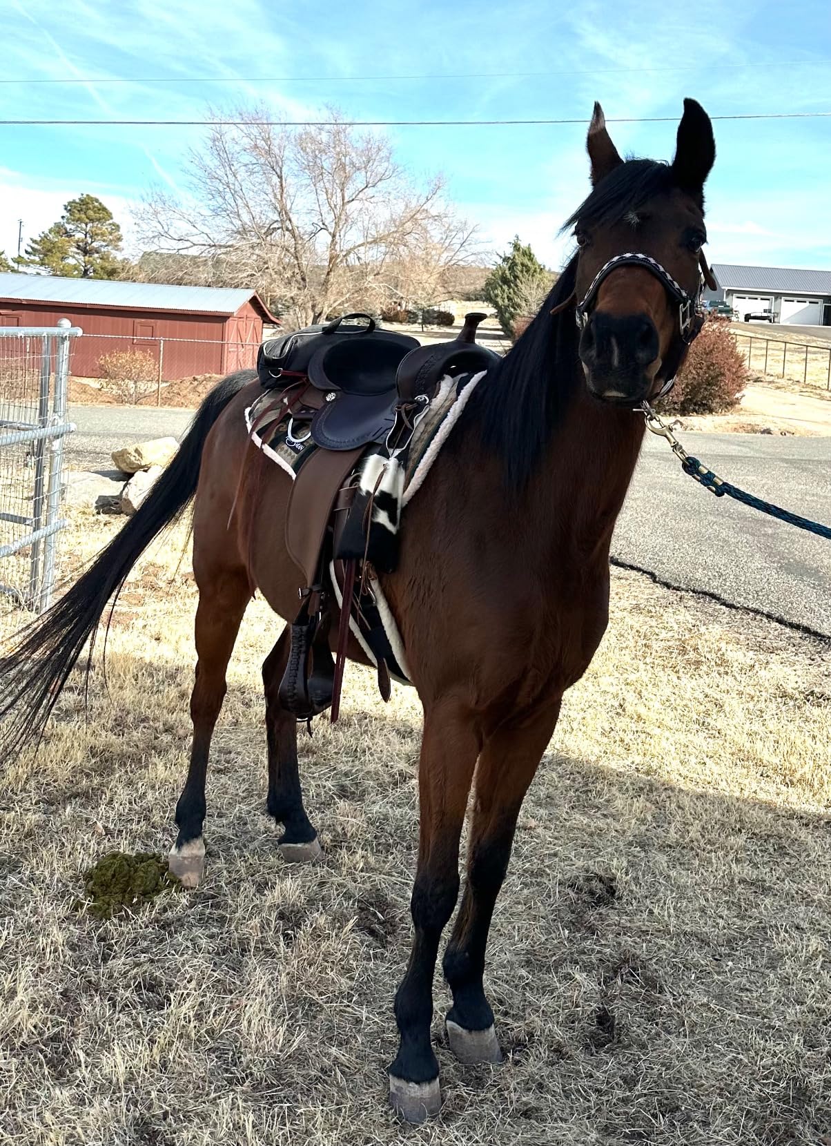 Professional's Choice SMX Comfort-Fit Western Merino Wool Cinch with Removable Merino Lining & Stainless Steel Hardware customer photo 2