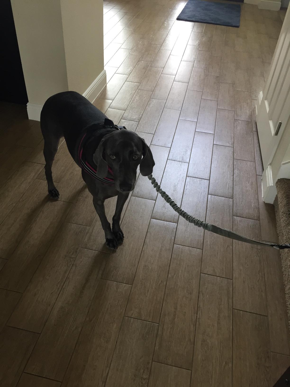 Stunt Puppy Stunt Runner Hands-Free Dog Leash, Silver customer photo 2