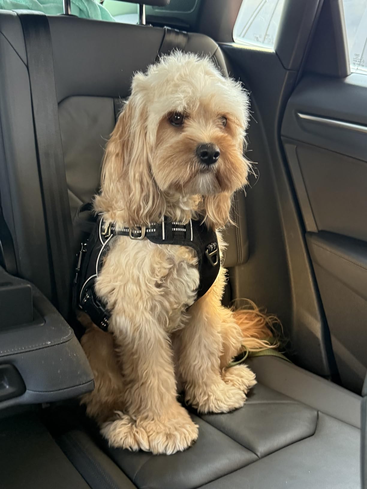 EzyDog Universal Dog Seat Belt Restraint for Cars - Durable Easy to Use Seatbelt Attachment for Dog Harness with Superior Strength and Nylon Webbing customer photo 1
