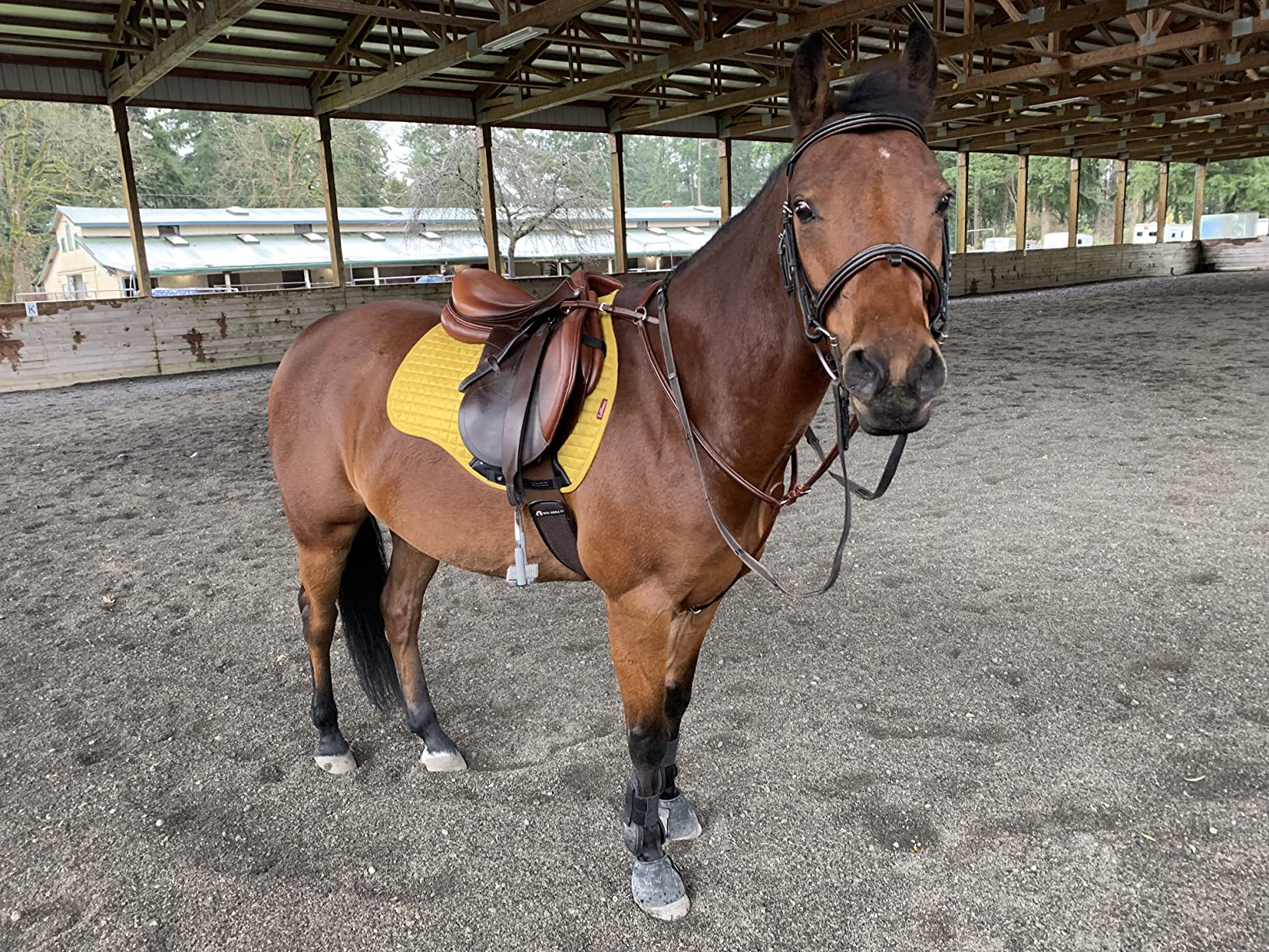 HORZE Chicago Protective Horse Tendon Boots - Lightweight Open Front Boots for Jumping, Trail Riding, and Turnout (Pair) - Black - Horse customer photo 1