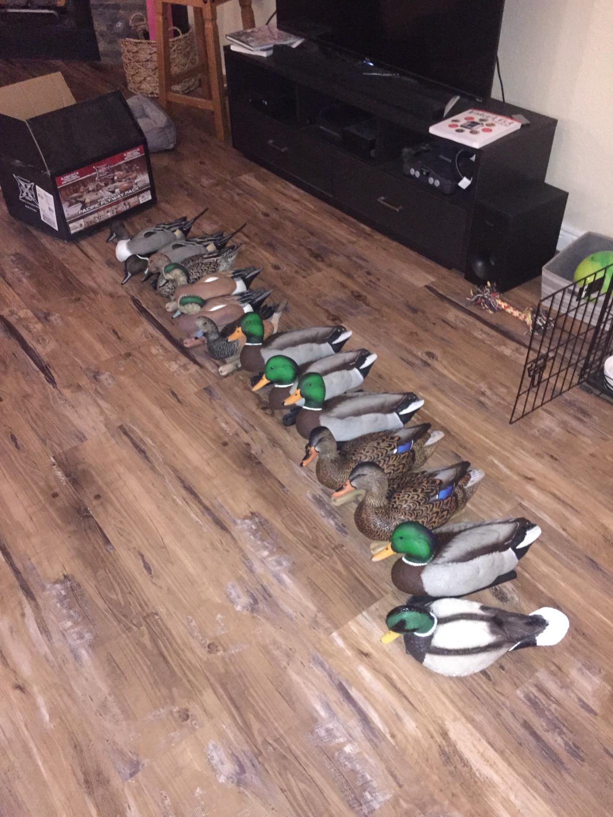 Avian X Topflight Realistic Open Water Mallard Duck Decoys with Weight-forward swim keel Set of 6 customer photo 1