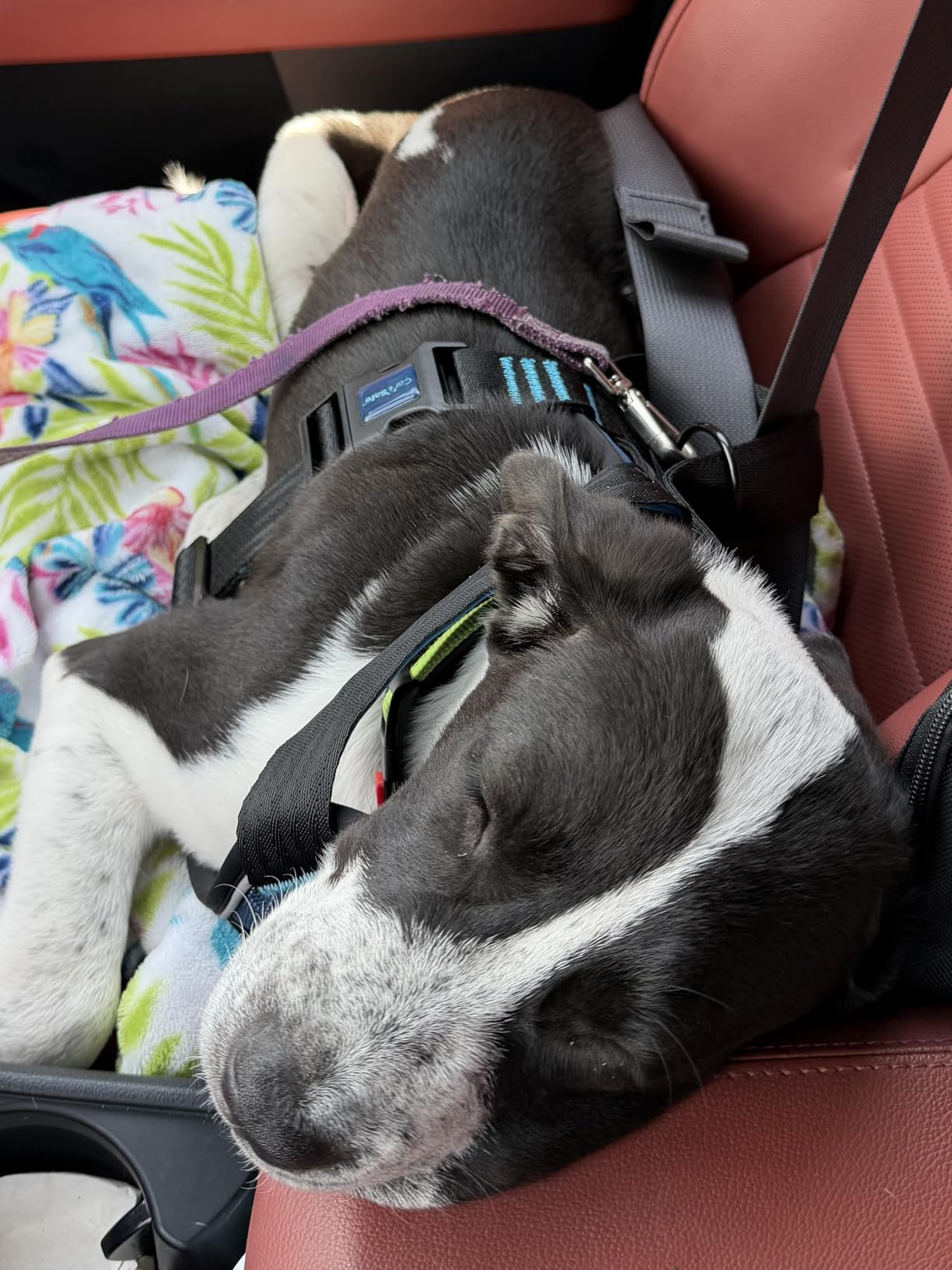 CarSafe Crash Tested Dog Safety Harness - Crash Tested to 32Kg/70lbs, Safely Secure Dog in the Car, Comfortable and Padded Design. for Toy, Small, Medium and Large Dogs (Size Medium) customer photo 1