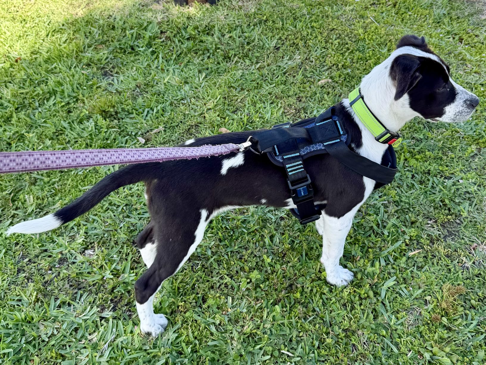 CarSafe Crash Tested Dog Safety Harness - Crash Tested to 32Kg/70lbs, Safely Secure Dog in the Car, Comfortable and Padded Design. for Toy, Small, Medium and Large Dogs (Size Medium) customer photo 2