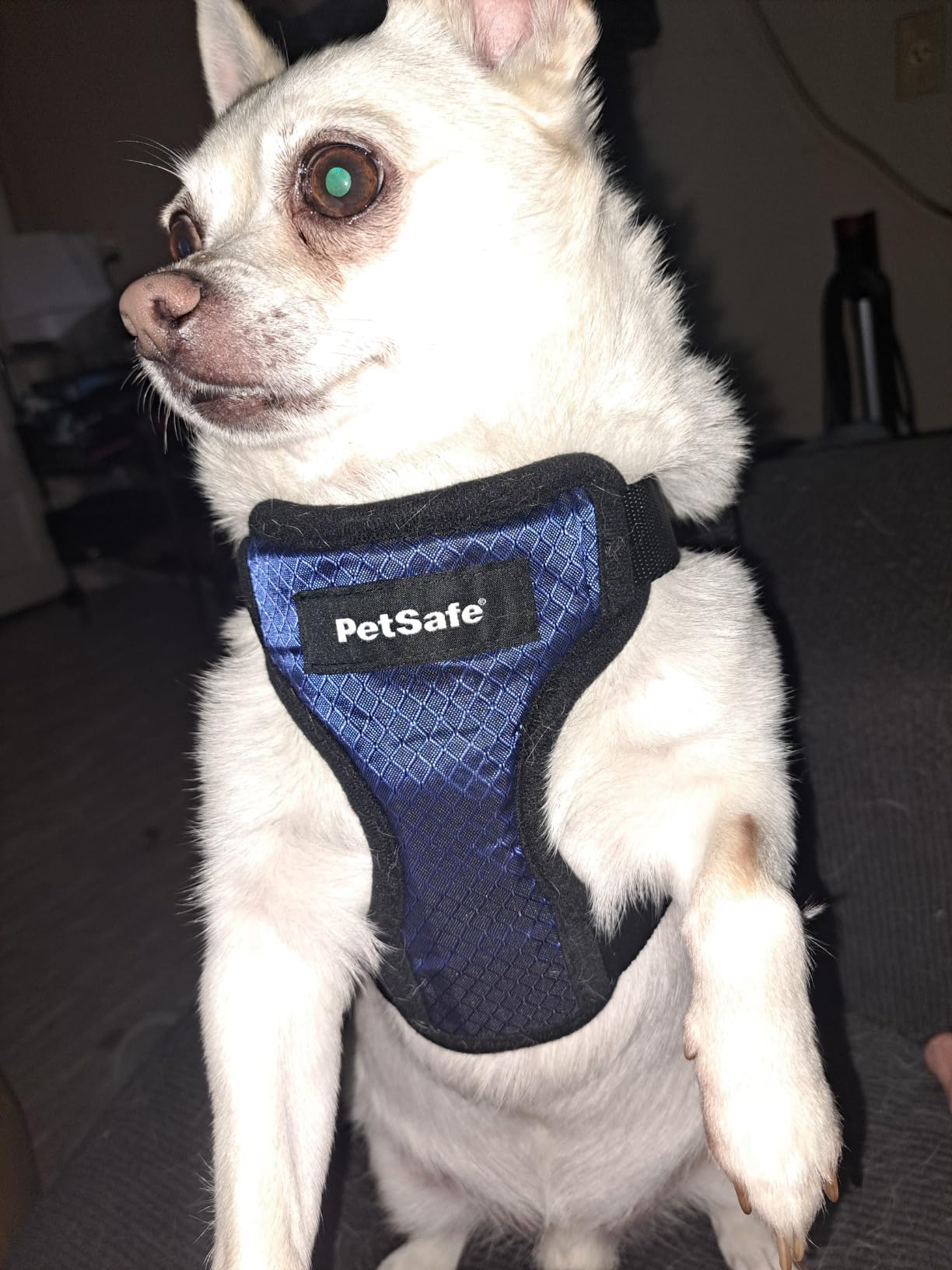 PetSafe Happy Ride Dog Safety Harness for Cars - Dog Car Harness Includes Seat Belt Tether - Keeps Pets Restrained - Breathable Mesh, Adjustable Straps - Dog Travel Accessories for Car - Small customer photo 1