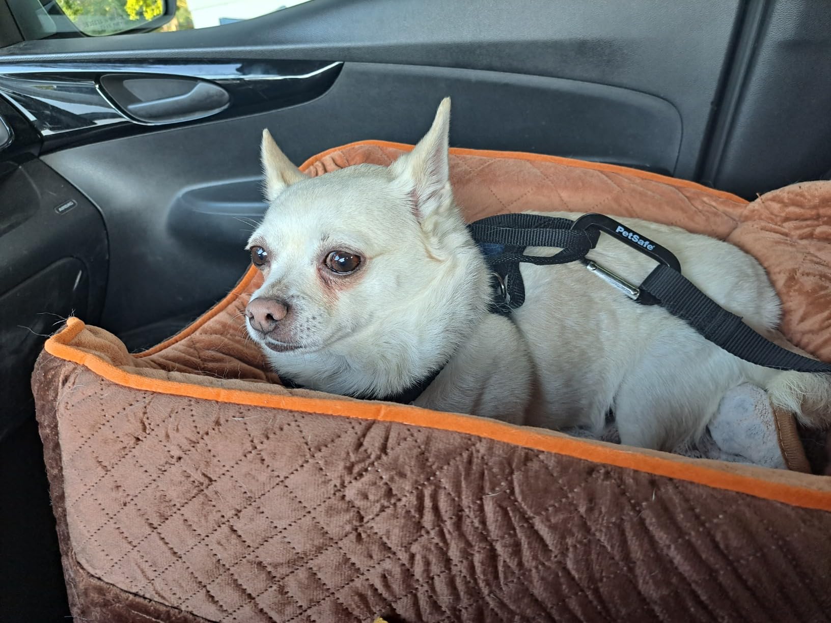 PetSafe Happy Ride Dog Safety Harness for Cars - Dog Car Harness Includes Seat Belt Tether - Keeps Pets Restrained - Breathable Mesh, Adjustable Straps - Dog Travel Accessories for Car - Small customer photo 2