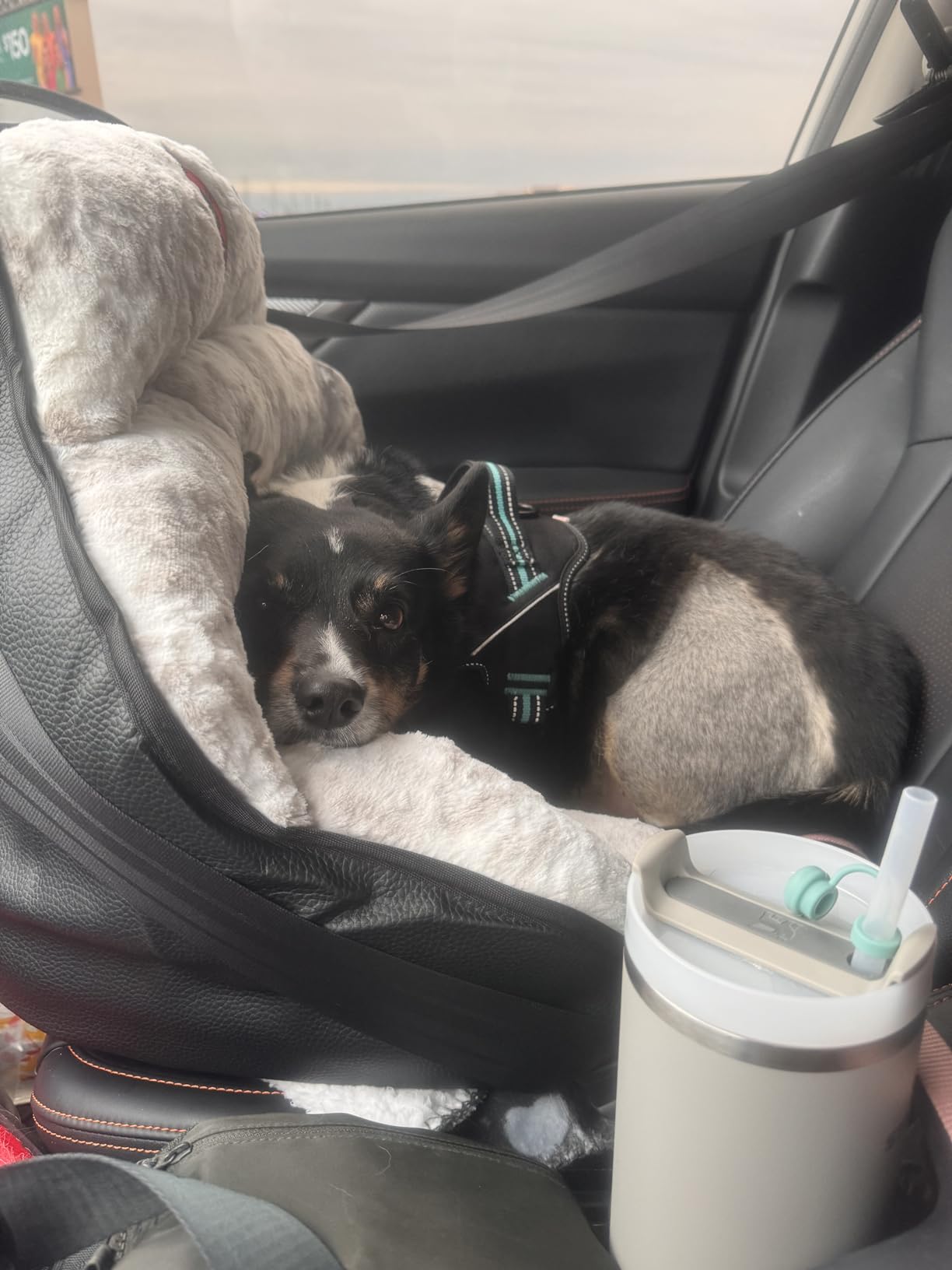 PupSaver Dog Car Seats for Small and Medium Dogs | Crash-Tested Dog Bed for Cars | Compatible with Seat Belt Harness | Ideal for Dogs Up to 30lbs | Soft and Safe (Snow Leopard) customer photo 1