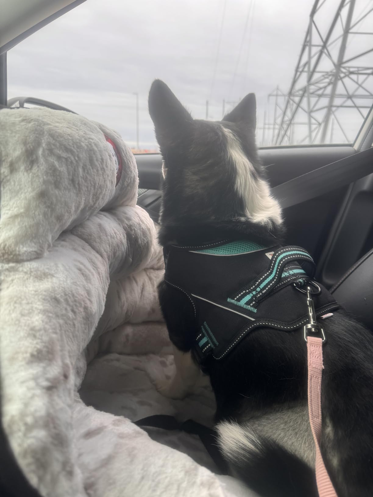 PupSaver Dog Car Seats for Small and Medium Dogs | Crash-Tested Dog Bed for Cars | Compatible with Seat Belt Harness | Ideal for Dogs Up to 30lbs | Soft and Safe (Snow Leopard) customer photo 2