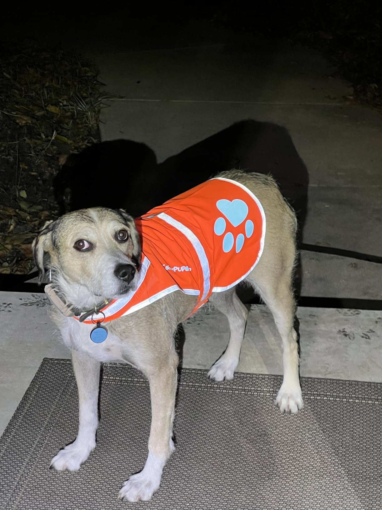 SafetyPUP XD Dog Reflective Vest - Hi-Vis Fluorescent Visibility that Helps to Safeguard Your Pet On/Off Leash in Urban & Rural Areas (Yellow, Large) customer photo 1