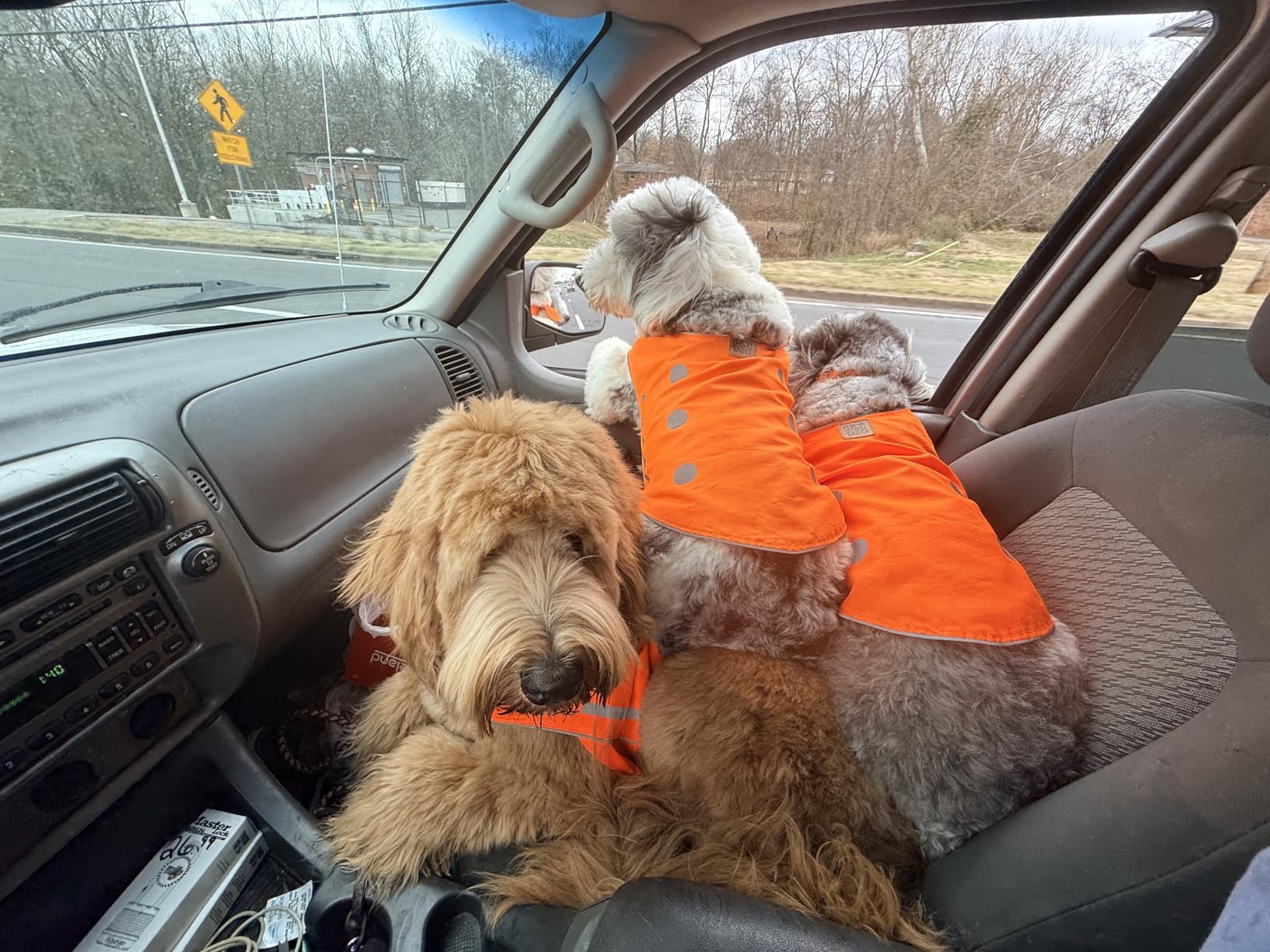 SPOT THE DOG! Reflective Dog Vest - High Visibility Safety Dog Accessories, Fluorescent Dog Apparel for Walking, Hiking & Camping, Hunting (Blaze Orange, Large) customer photo 1