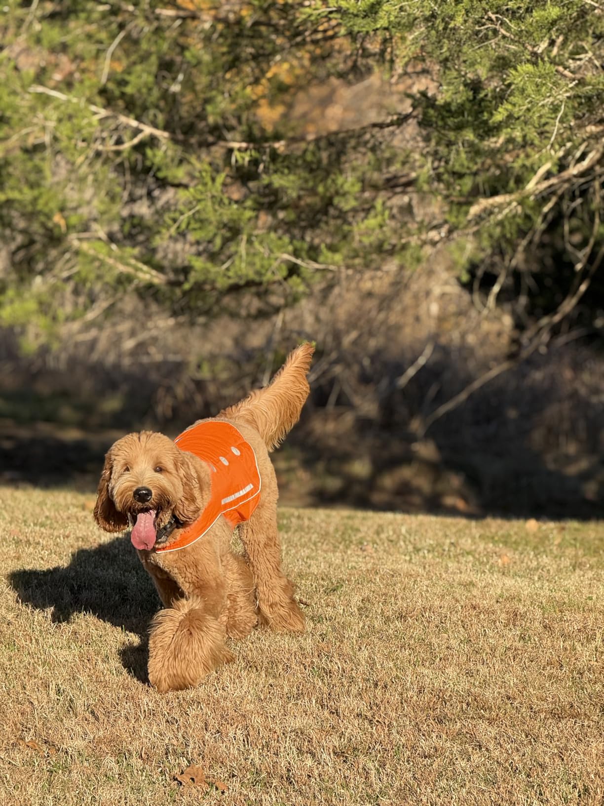 SPOT THE DOG! Reflective Dog Vest - High Visibility Safety Dog Accessories, Fluorescent Dog Apparel for Walking, Hiking & Camping, Hunting (Blaze Orange, Large) customer photo 2