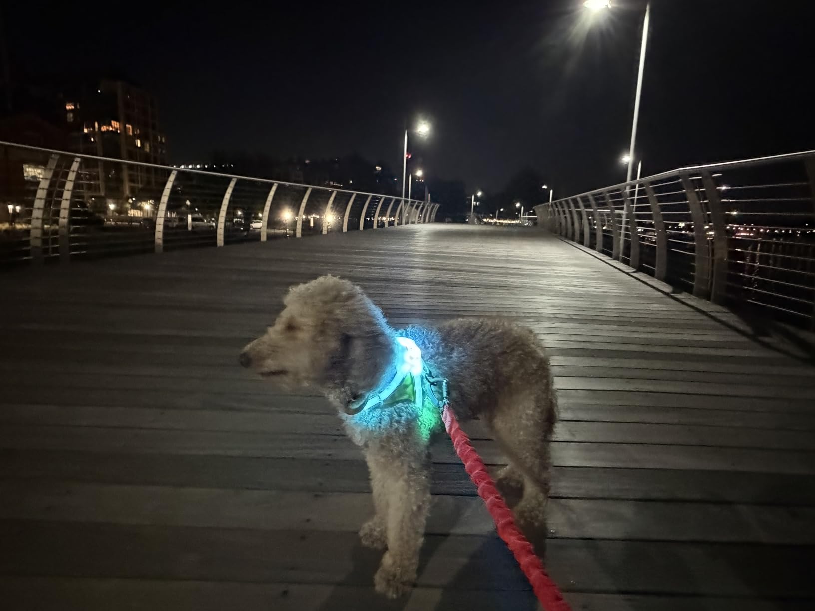 Noxgear LightHound - Revolutionary Illuminated and Reflective Vest for Dogs Including Multicolored LED Fiber Optics (USB Rechargeable, Adjustable, Lightweight, Rainproof) (Medium) customer photo 1