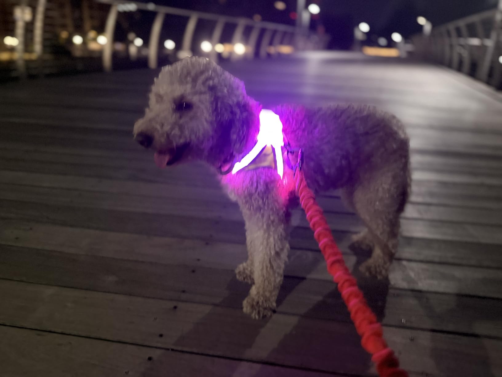 Noxgear LightHound - Revolutionary Illuminated and Reflective Vest for Dogs Including Multicolored LED Fiber Optics (USB Rechargeable, Adjustable, Lightweight, Rainproof) (Medium) customer photo 2