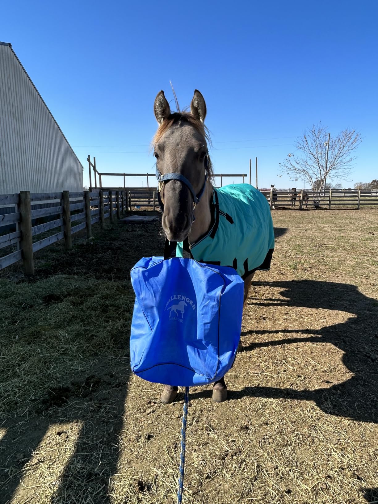 Challenger 1200D Horse Turnout Waterproof Heavy-Weight Winter Blanket Black 551G customer photo 2