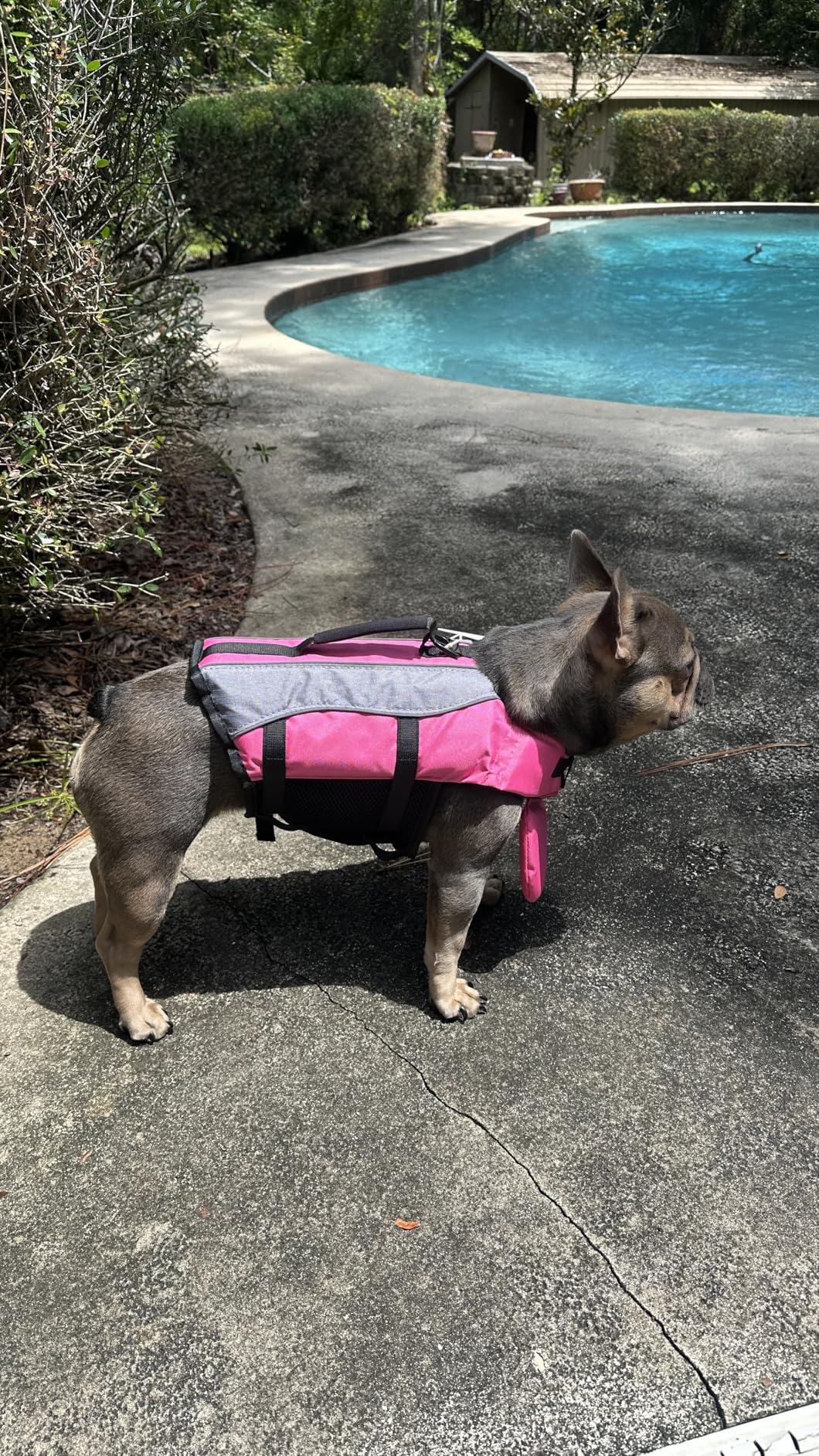VIVAGLORY Front Float Dog Life Vest, Dog Life Jacket for Swimming & Boating, Swimming Vest with Chin Float & Handle, Ripstop & Buoyancy for Puppy Doggy, XS, Blue customer photo 2