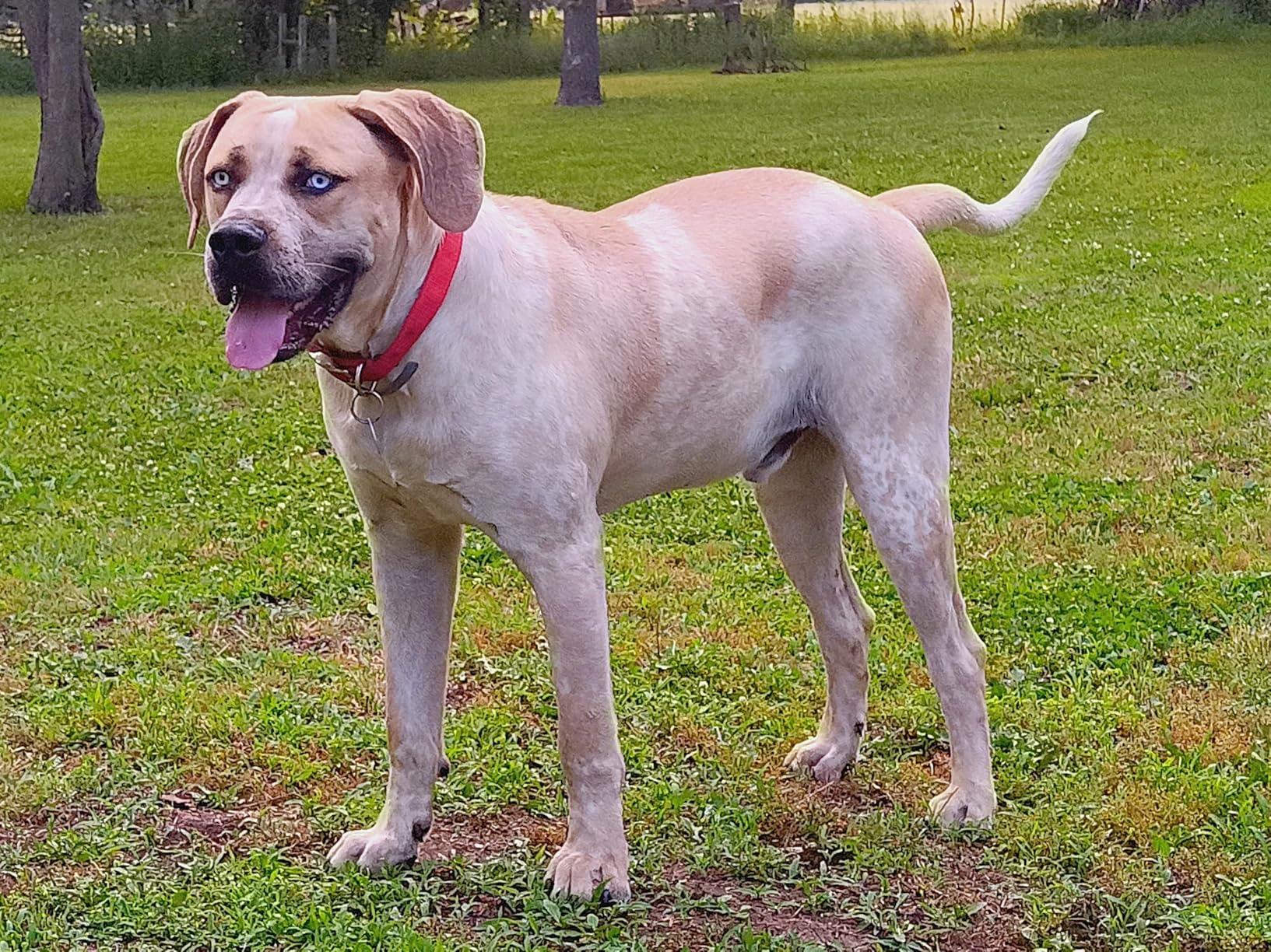 Wisdom Panel Breed Discovery Dog DNA Testing Kit - Most Accurate Dog Breed Identification - Test for 430+ Breeds, MDR1 Health Test, Ancestry, Relatives customer photo 1