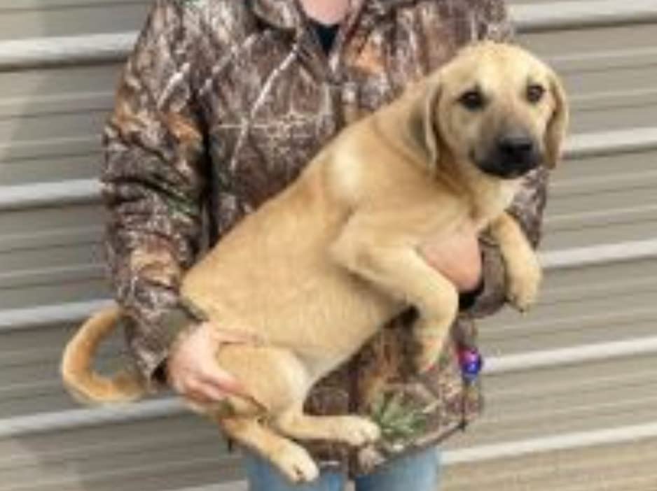 Embark Breed & Health Dog DNA Test - 400+ Breeds, 270+ Health Conditions, Allergy Risk Score, Relatives, and More customer photo 2