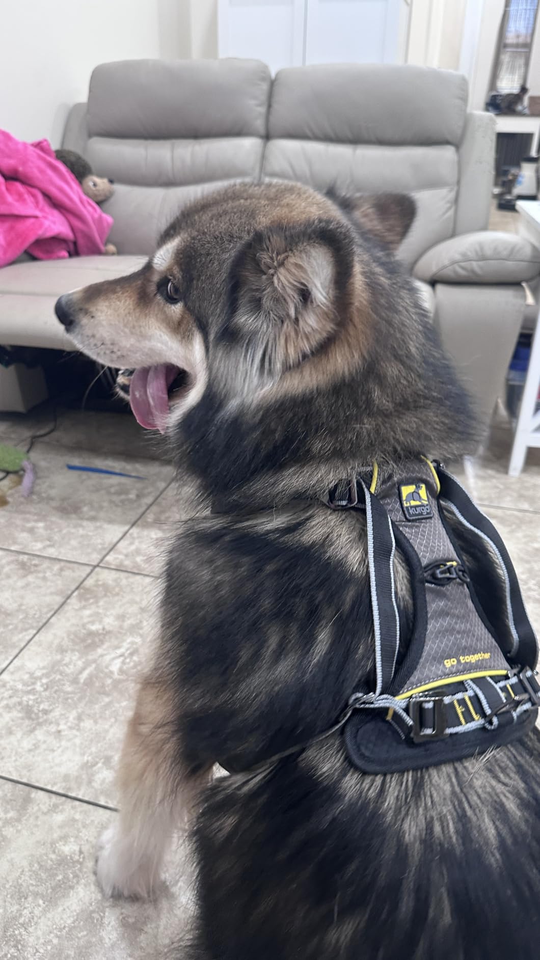 Kurgo Impact Dog Car Harness - Crash Tested Pet Harness - Premium Dog Car Safety - Padded Chest Support - Tubular Webbing Construction - High Strength Steel Buckles - X-Large customer photo 1