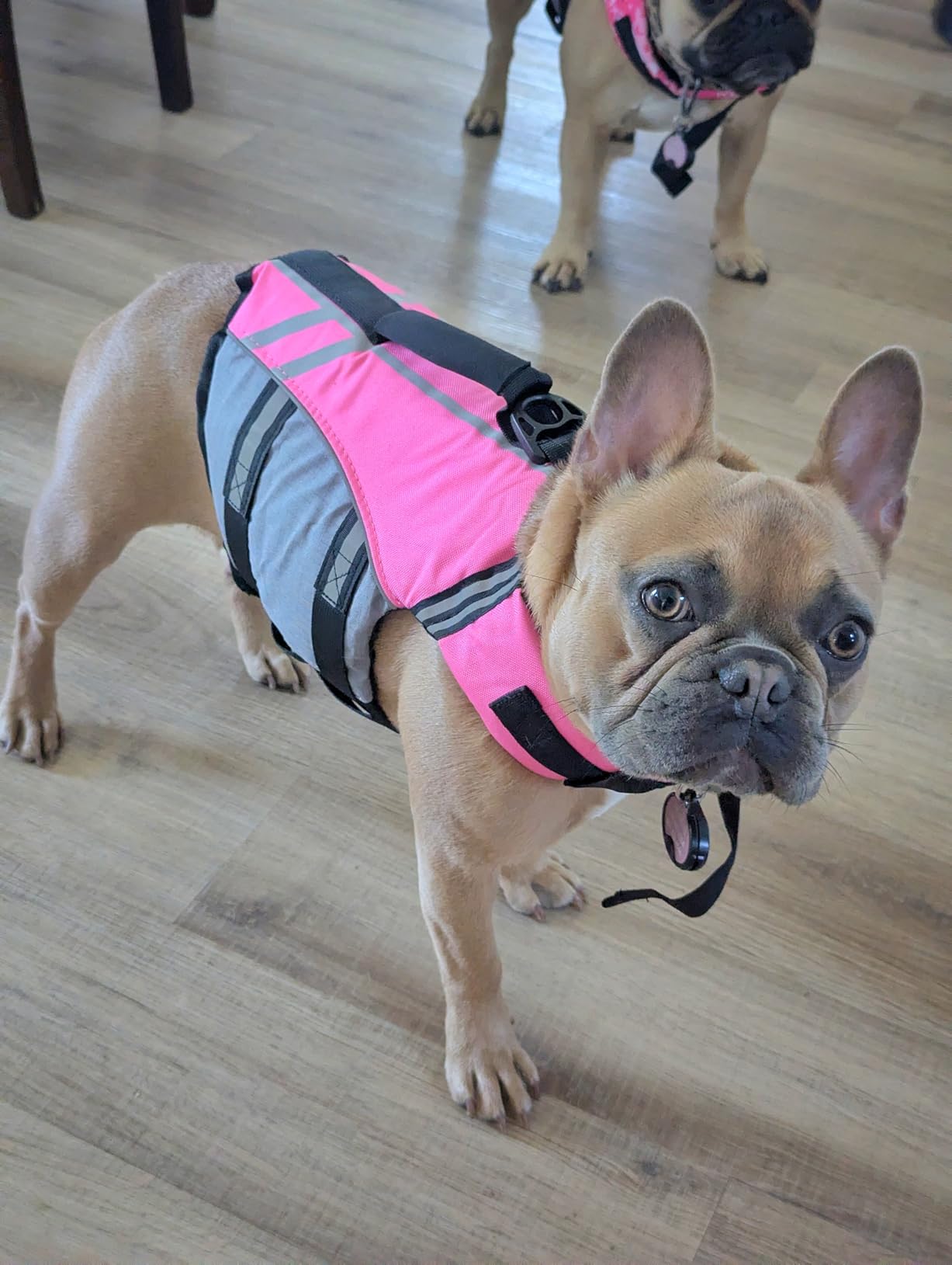 VIVAGLORY Sports Style Dog Life Jacket with Adjustable & Durable, Extra Flotation Swim Life Vest with Secure Fastening System for Large Dogs, Pink customer photo 1