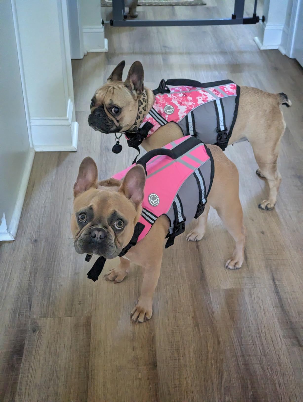 VIVAGLORY Sports Style Dog Life Jacket with Adjustable & Durable, Extra Flotation Swim Life Vest with Secure Fastening System for Large Dogs, Pink customer photo 2