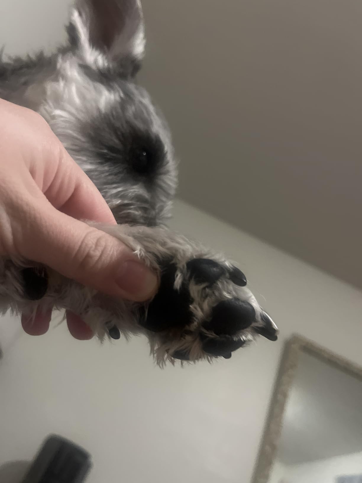 Natural Lick Safe Dog Paw Balm - 100% Organic Dog Paw Pad Balm Protector, Moisturizer & Soother for Dry Cracked Paws, Hot Pavement, Winter - Heals, Repairs & Restores - Coconut Oil, Shea Butter (2oz) customer photo 2