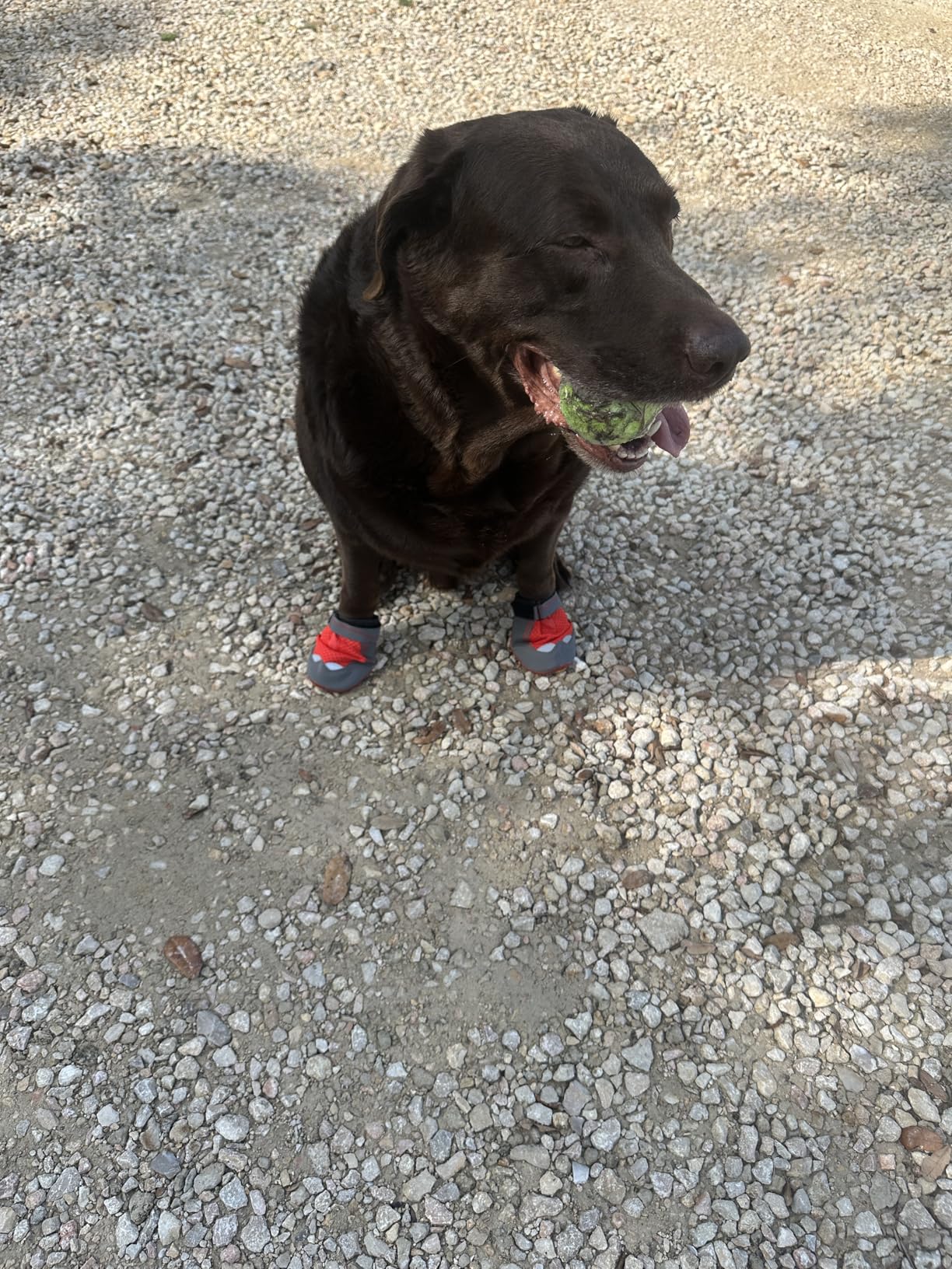 Ruffwear, Grip Trex Dog Shoes, Non-Slip Boots for Hot Pavement & Snow, Weatherproof Paw Protection with Breathable Mesh, Rugged Sole for Hiking, Obsidian Black, 2.75