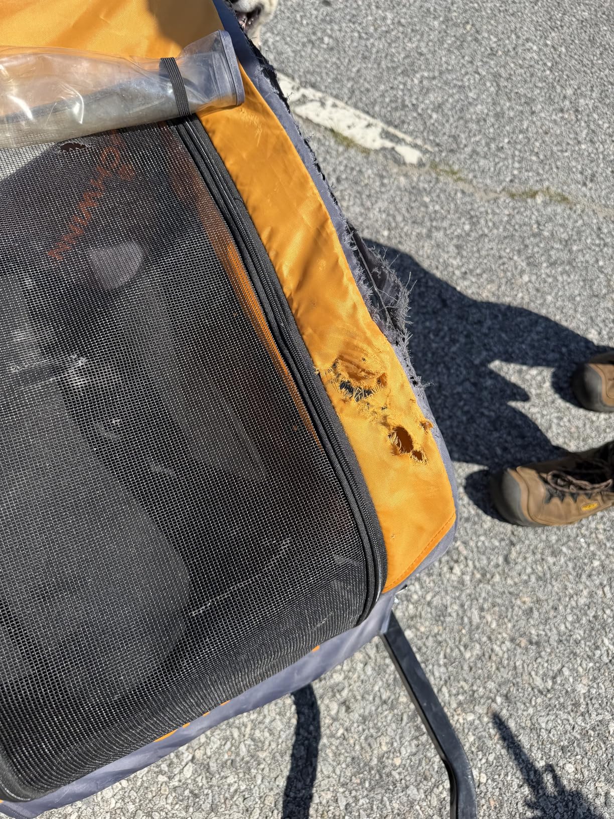 Schwinn 13-SC315 Rascal Bike Pet Trailer, For Small and Large Dogs, Lightweight, Tow with Bicycle, Up to 50 lbs. Small, Orange/Grey customer photo 2