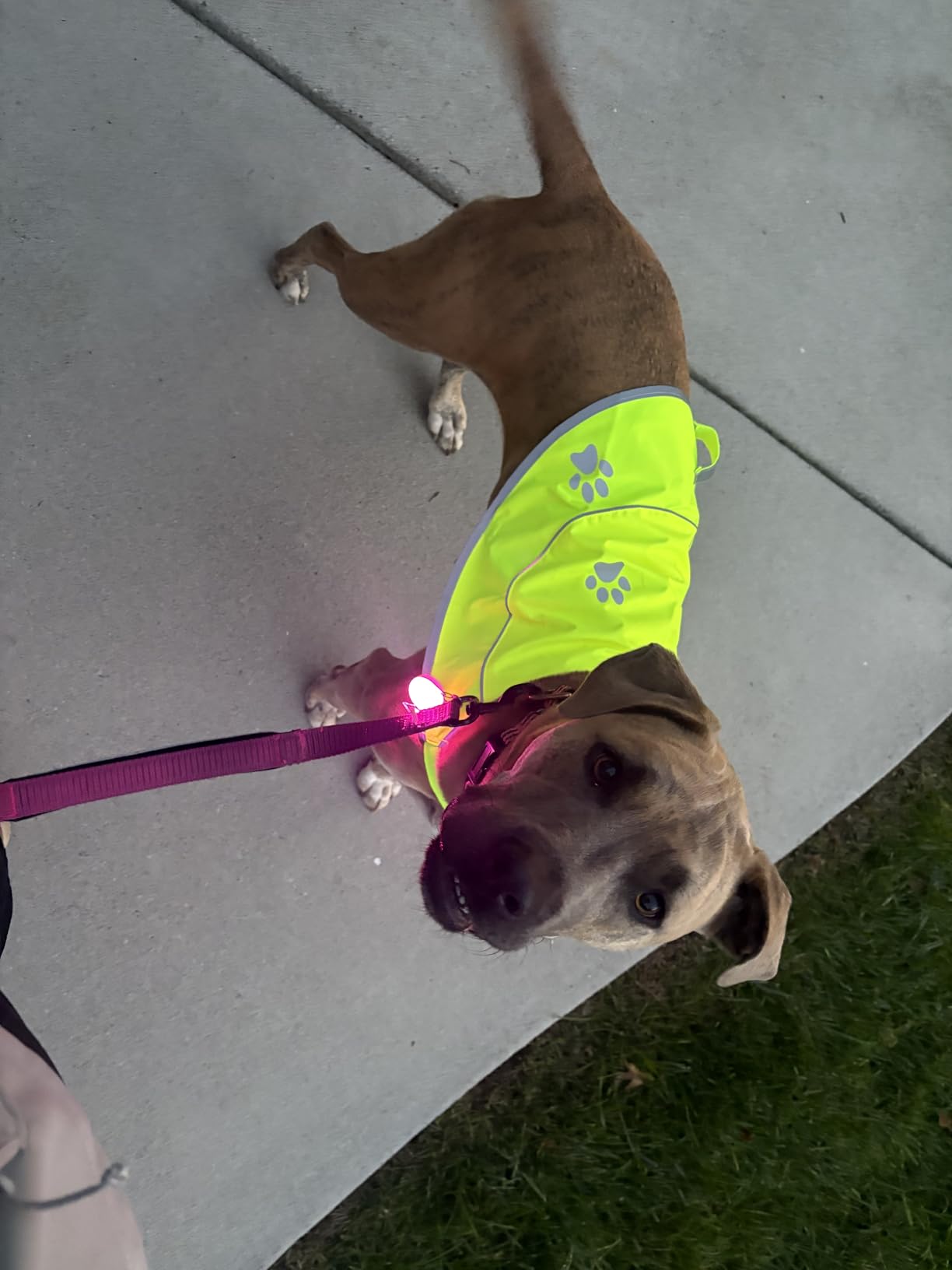Dog Reflective Vest - Comfortable Jacket Safety Hunting, High Visibility for Dogs with Elastic Straps and Clasp Closure (Orange, Large) customer photo 1