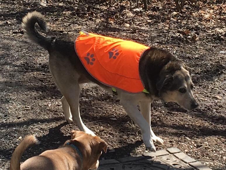 Dog Reflective Vest - Comfortable Jacket Safety Hunting, High Visibility for Dogs with Elastic Straps and Clasp Closure (Orange, Large) customer photo 2