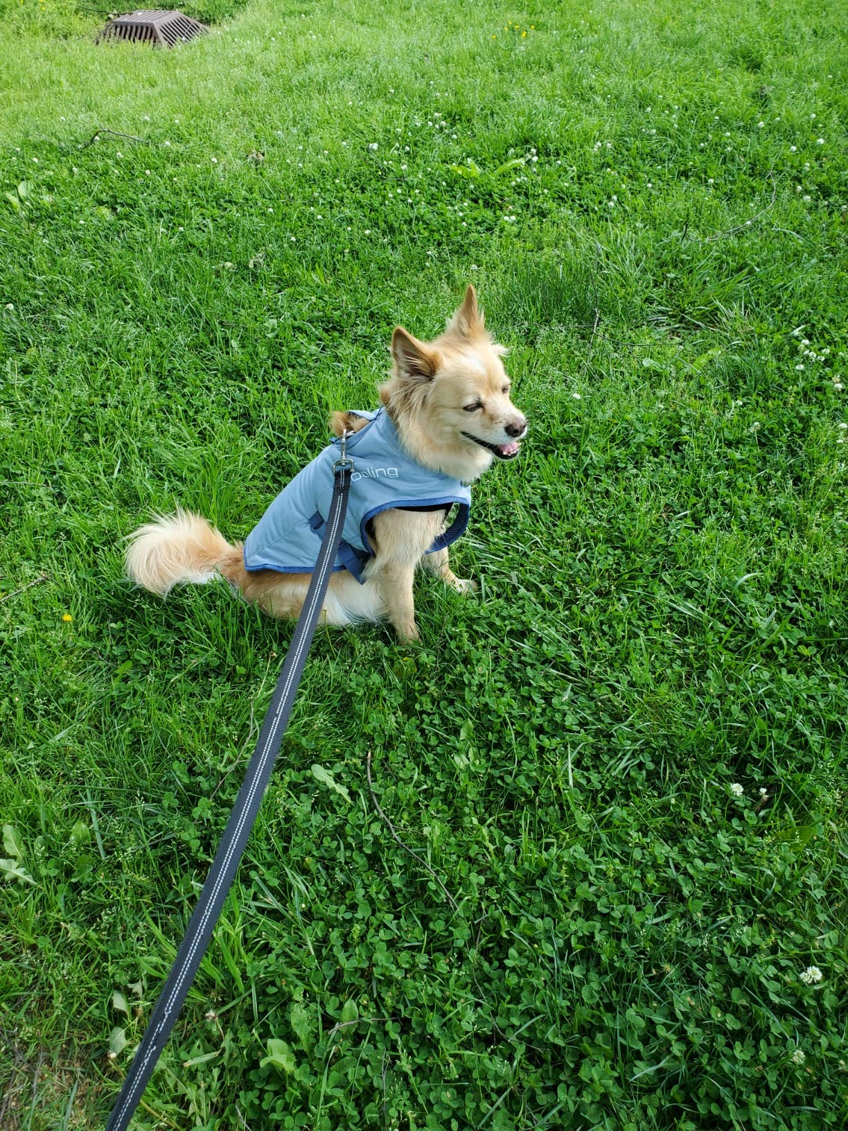 Kurgo Dog Core Cooling Vest - Summer Cooling Jacket - Evaporative Cooling Coat - Harness-Compatible - Reflective Accents - Grey - Medium customer photo 1