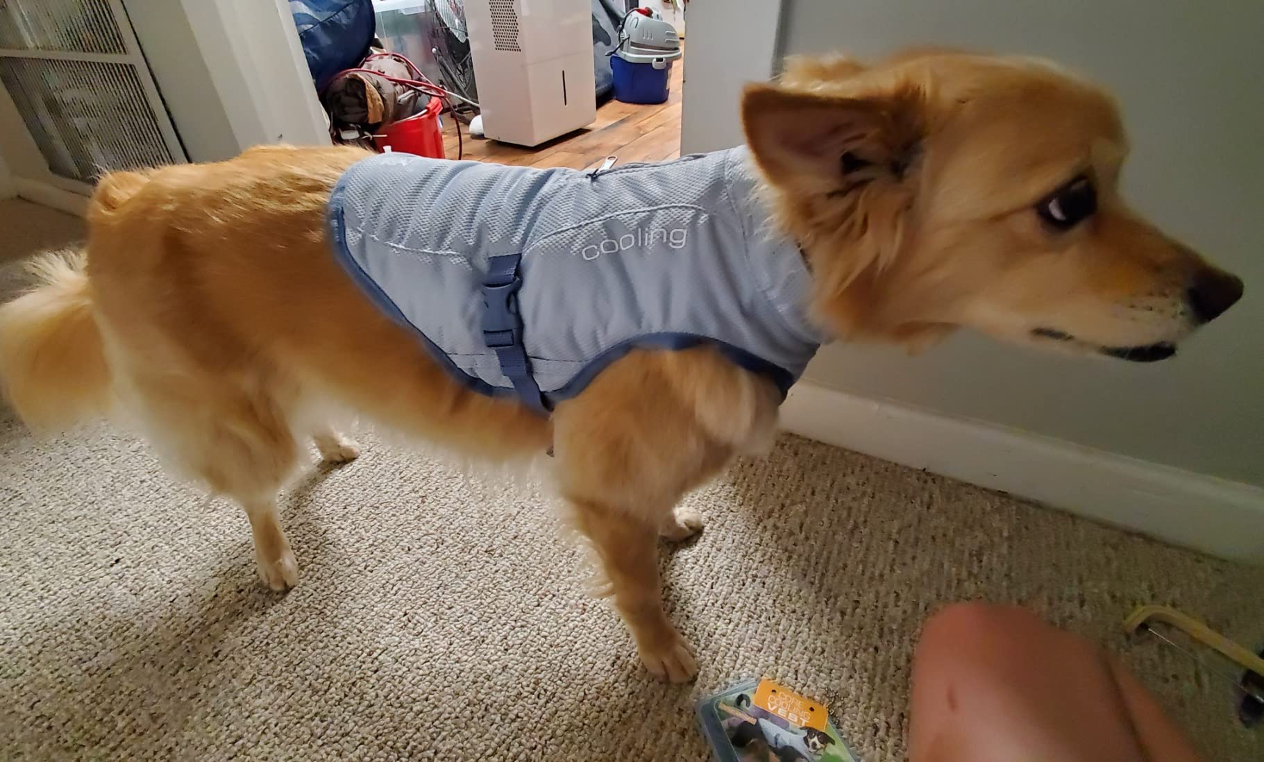 Kurgo Dog Core Cooling Vest - Summer Cooling Jacket - Evaporative Cooling Coat - Harness-Compatible - Reflective Accents - Grey - Medium customer photo 2