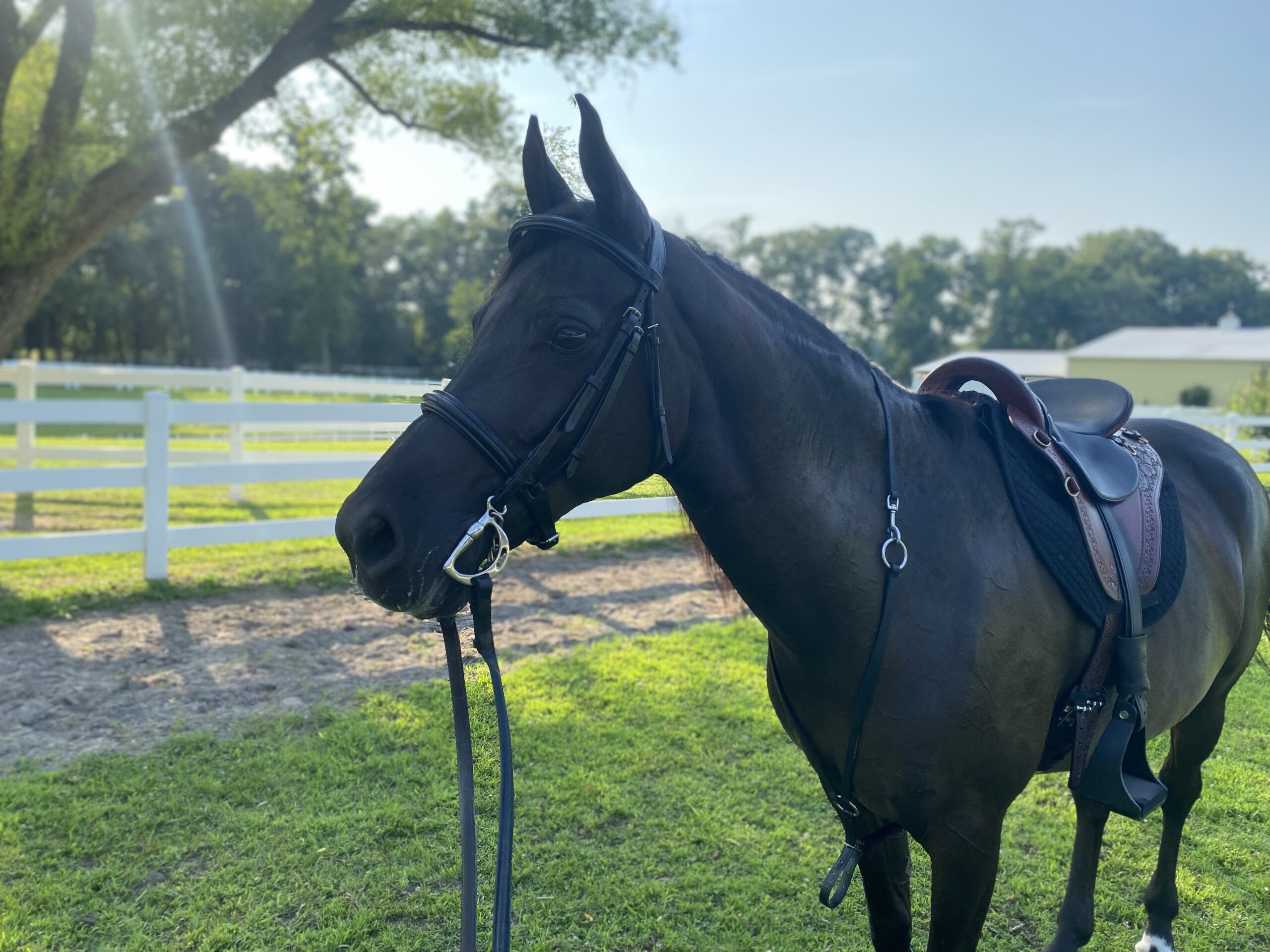 ECP Equine Comfort Products All-Purpose Contoured Correction Saddle Pad with Adjustable Memory Foam Inserts for Custom Support customer photo 2