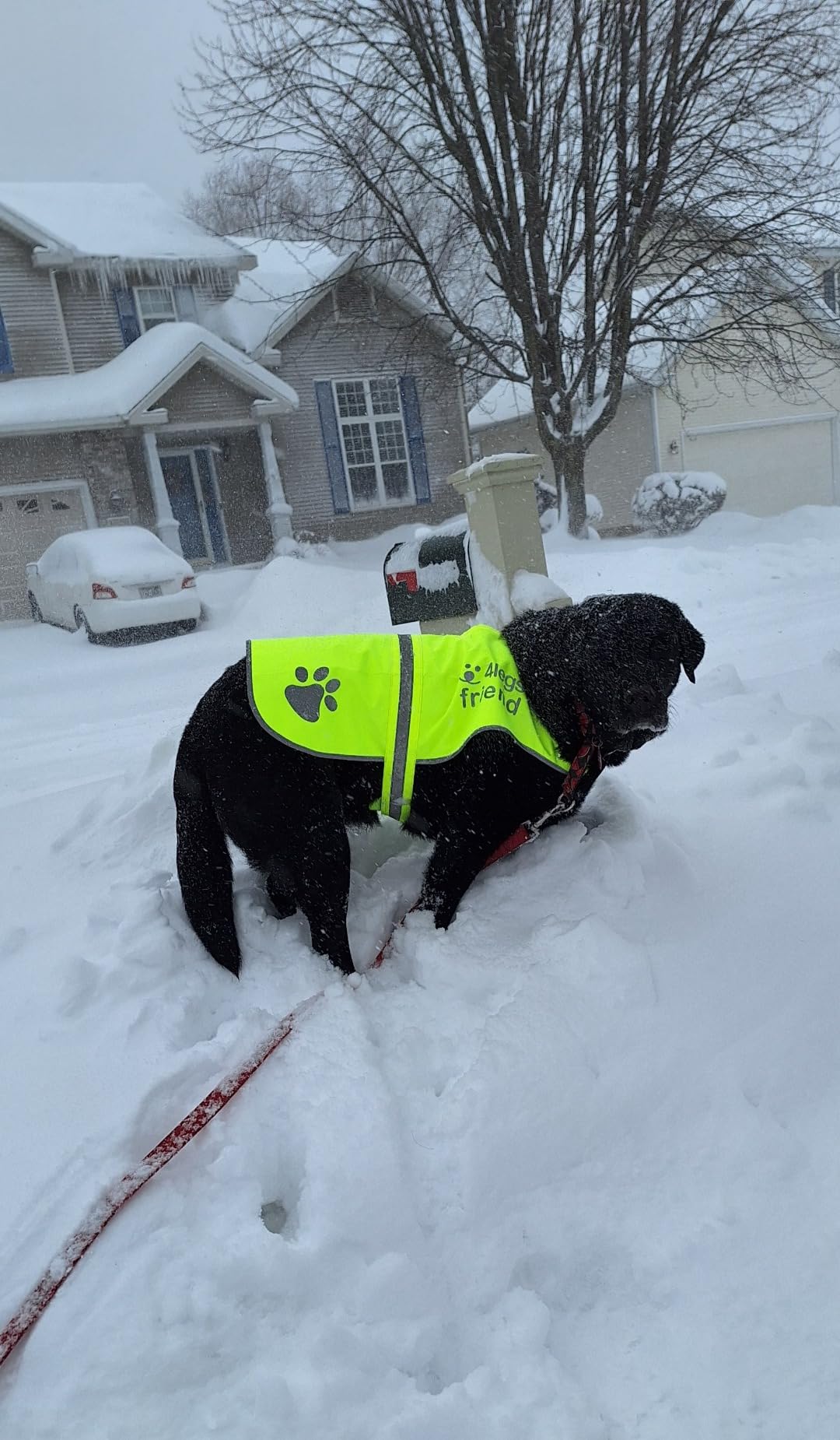 Safety Reflective Vest for Dogs - High Visibility for Outdoor Activity Day and Night, Protect Your Pet from Cars & Hunting Accidents customer photo 1