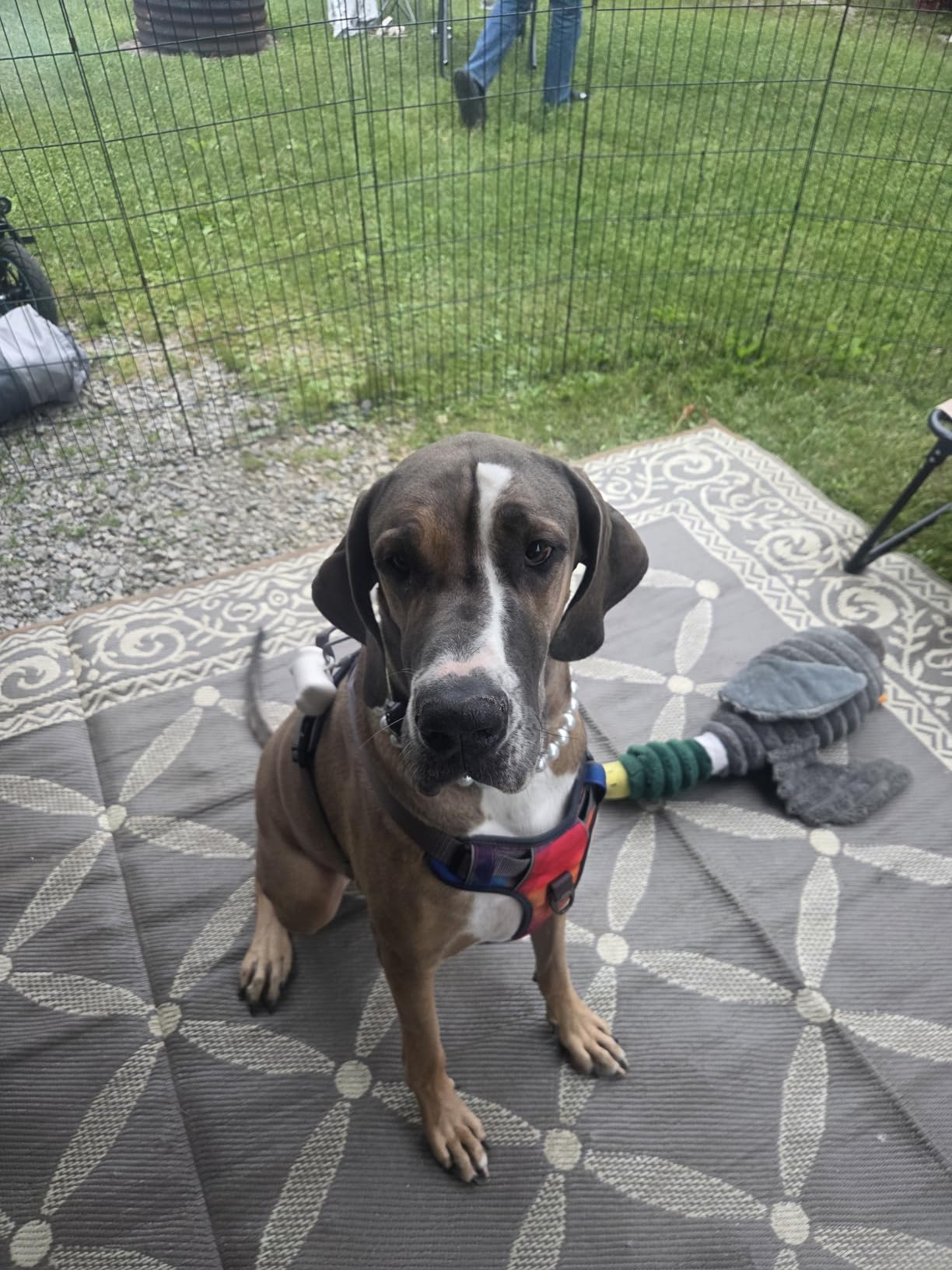 Embark Adventure No-Pull Dog Harness for Large Dogs - Reflective Trim, Military-Grade Nylon, Front Clip with Gel-Lined Handle, Soft & Padded customer photo 2