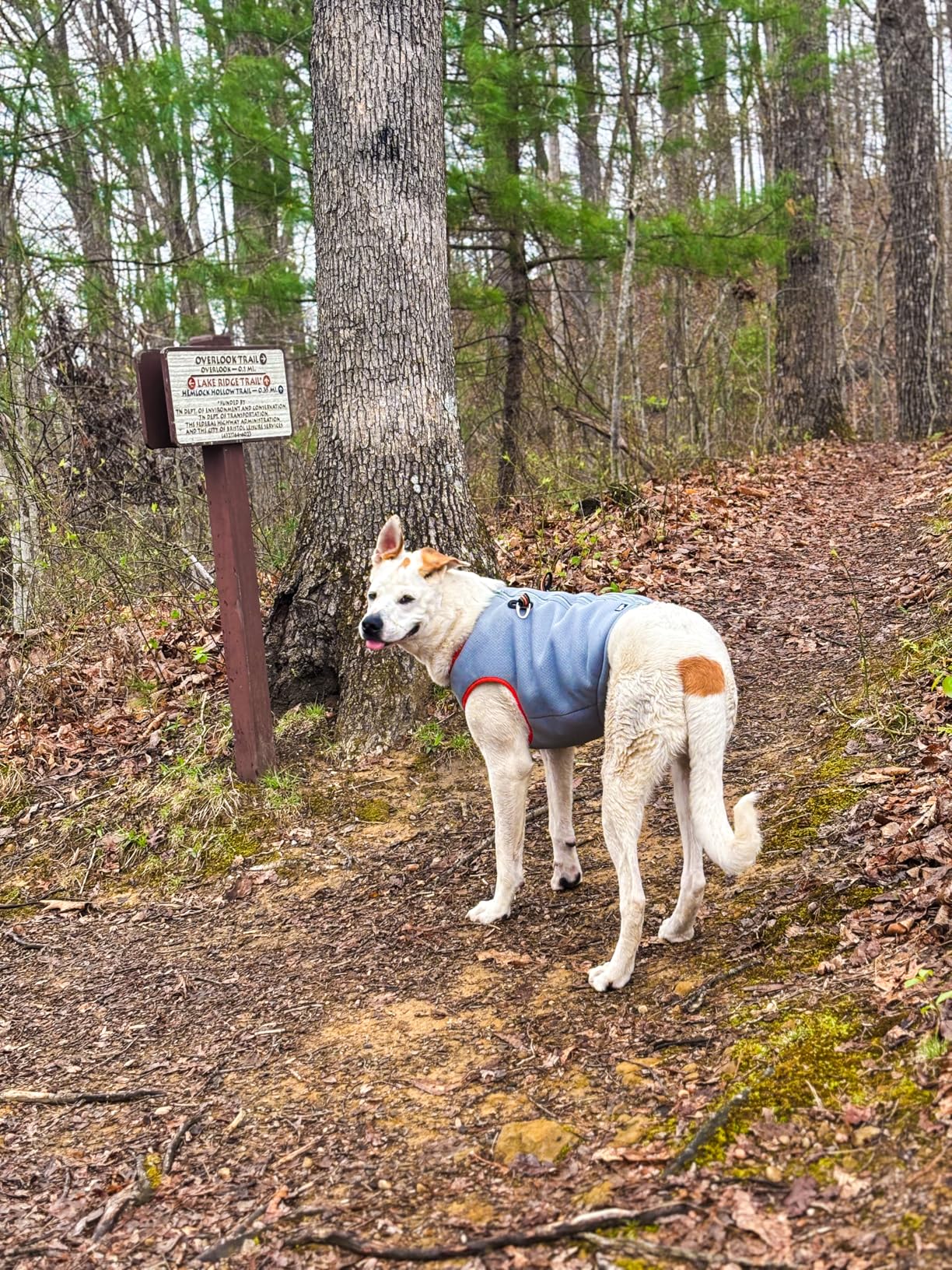 SGODA Dog Cooling Vest Harness Cooler Jacket Grey Green Large customer photo 1