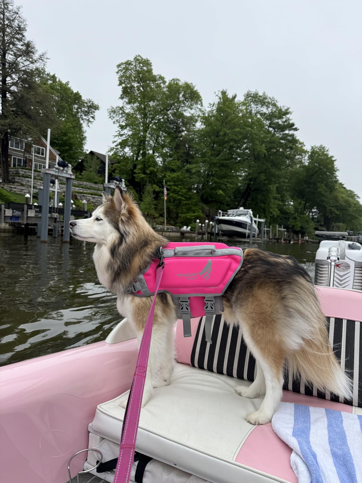 VIVAGLORY High Buoyancy Dog Life Vest, Swimming Vest with Handle, Dog Life Jacket for Swimming & Boating, Buoyancy for Puppy Doggy, M, Pink customer photo 1