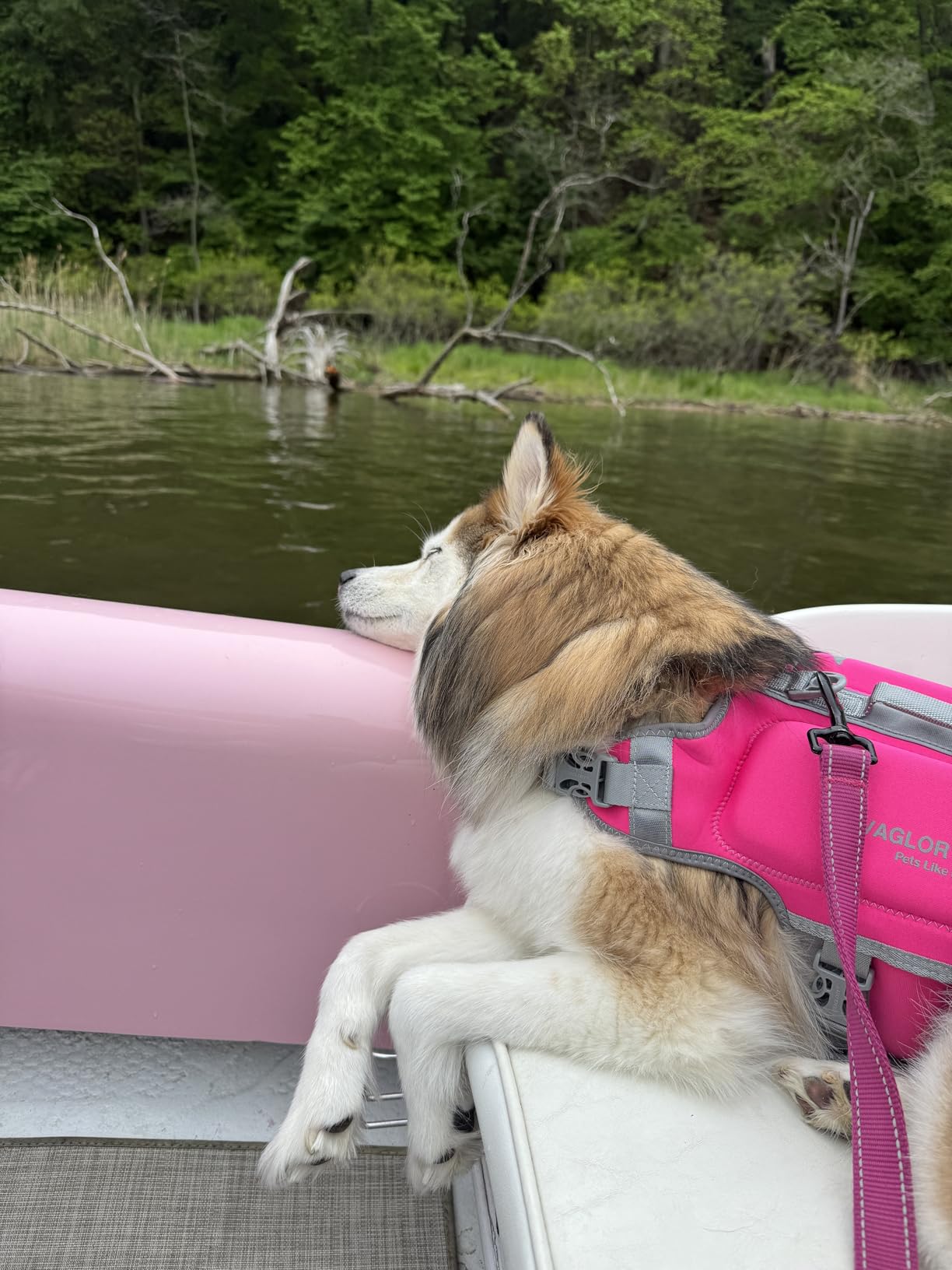 VIVAGLORY High Buoyancy Dog Life Vest, Swimming Vest with Handle, Dog Life Jacket for Swimming & Boating, Buoyancy for Puppy Doggy, M, Pink customer photo 2