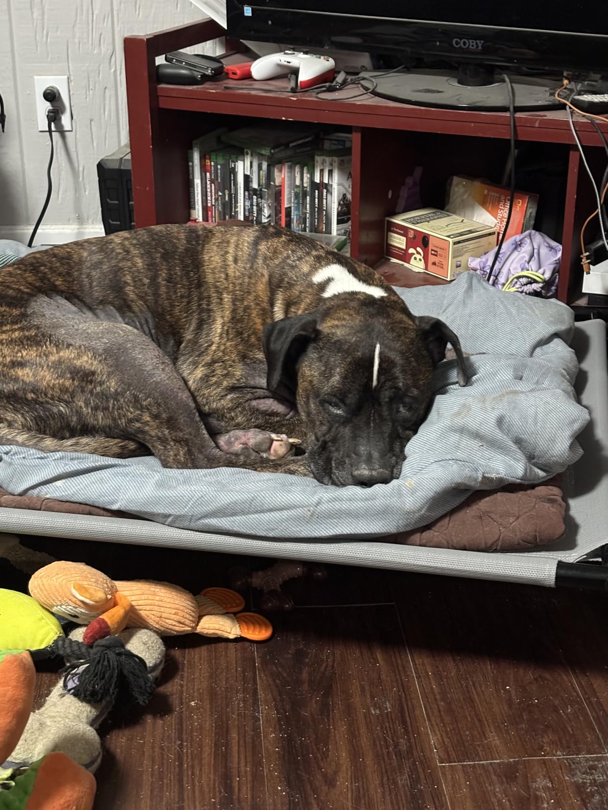 Amazon Basics Cooling Breathable Elevated Pet Bed with Metal Frame for Large Dogs, X-Large (60.1 x 37.1 x 8.9 Inches), Grey, 1 Count customer photo 1
