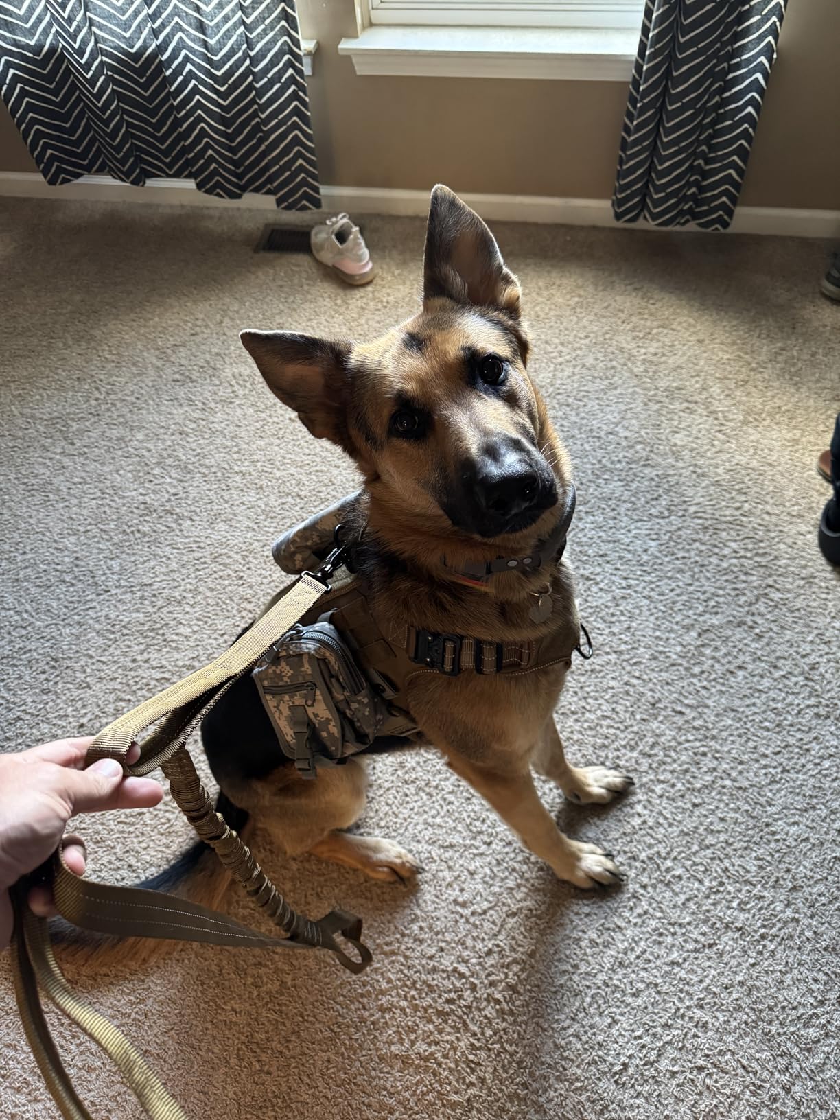 ICEFANG Tactical Dog Harness, Large Size, 2X Metal Buckle, Working Dog MOLLE Vest with Handle, No Pulling Front Leash Clip, Hook and Loop Panel (Brown, L) customer photo 1