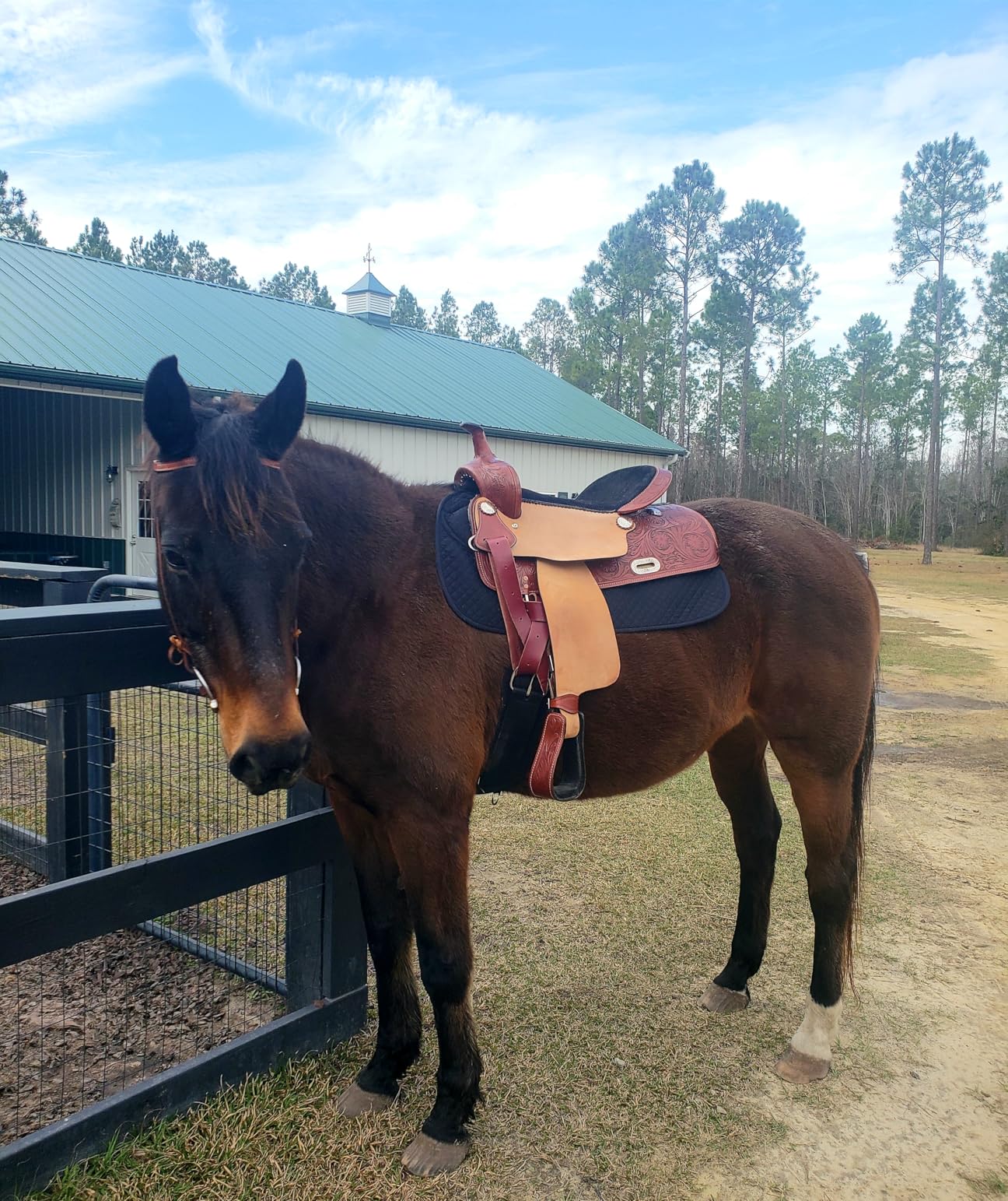 ECP Equine Comfort Products Thermoregulating Western Saddle Pad, Machine Washable Contoured Fit, Shock Absorbing with Adjustable Memory Foam Shims customer photo 1