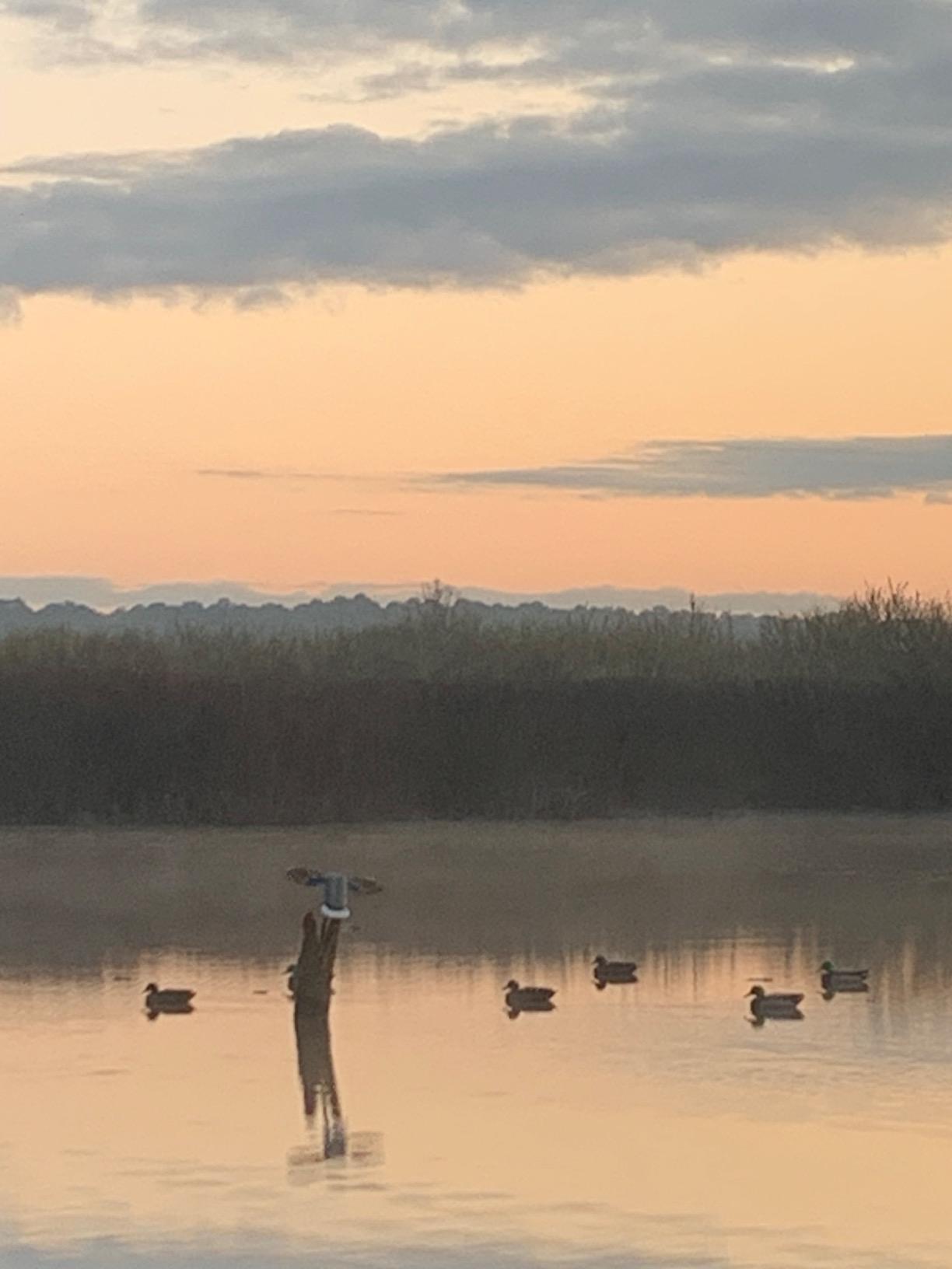 MOJO Elite Series Mini Mallard Spinning Wing Flexible Duck Decoy for Duck Hunting customer photo 1