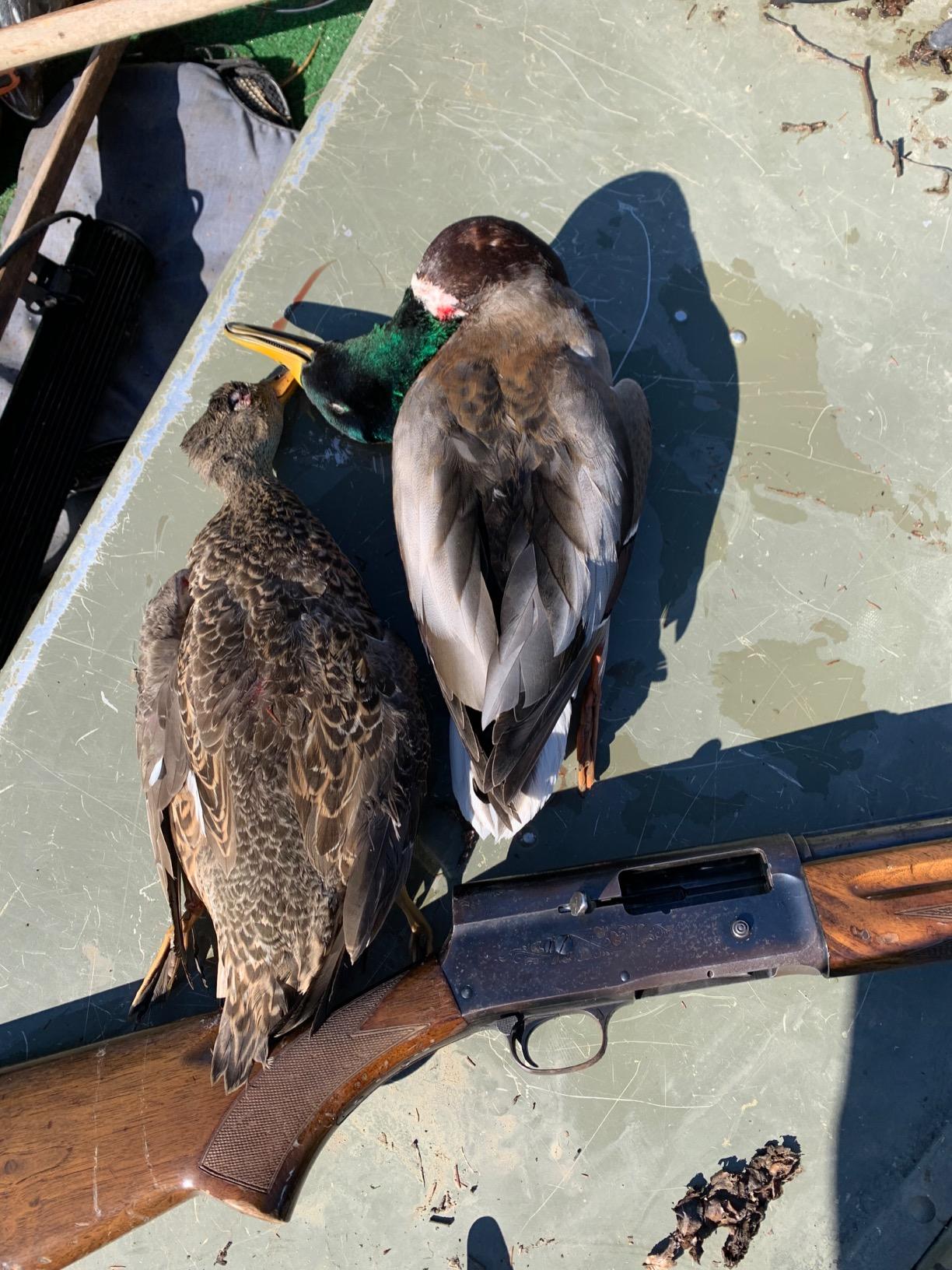 MOJO Elite Series Mini Mallard Spinning Wing Flexible Duck Decoy for Duck Hunting customer photo 2